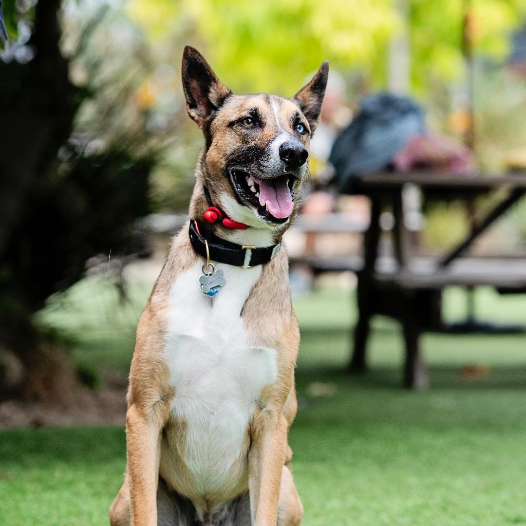 Enlarge Mush, a Adoptable mixed breed in Los Angeles, CA image 2/6