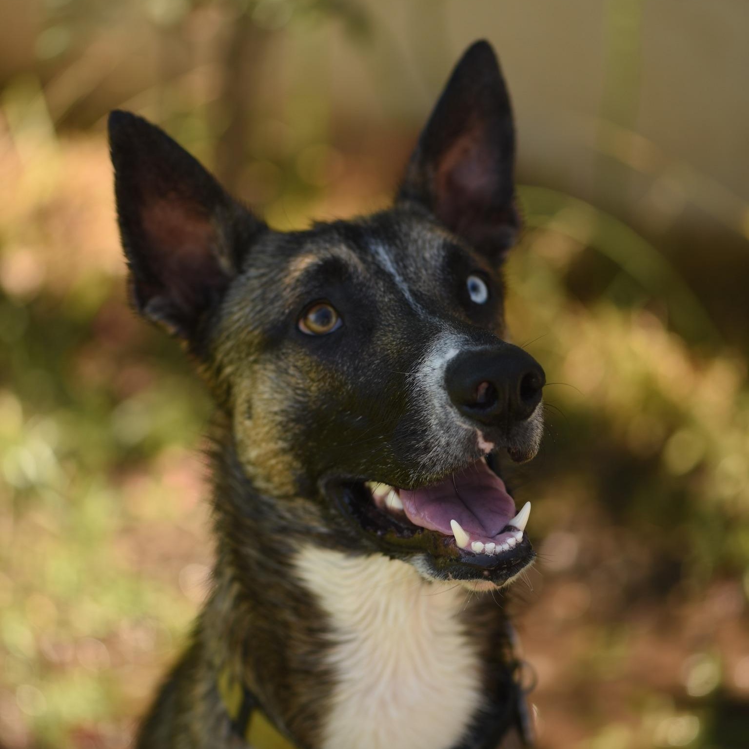 Enlarge Mush, a Adoptable mixed breed in Los Angeles, CA image 4/6