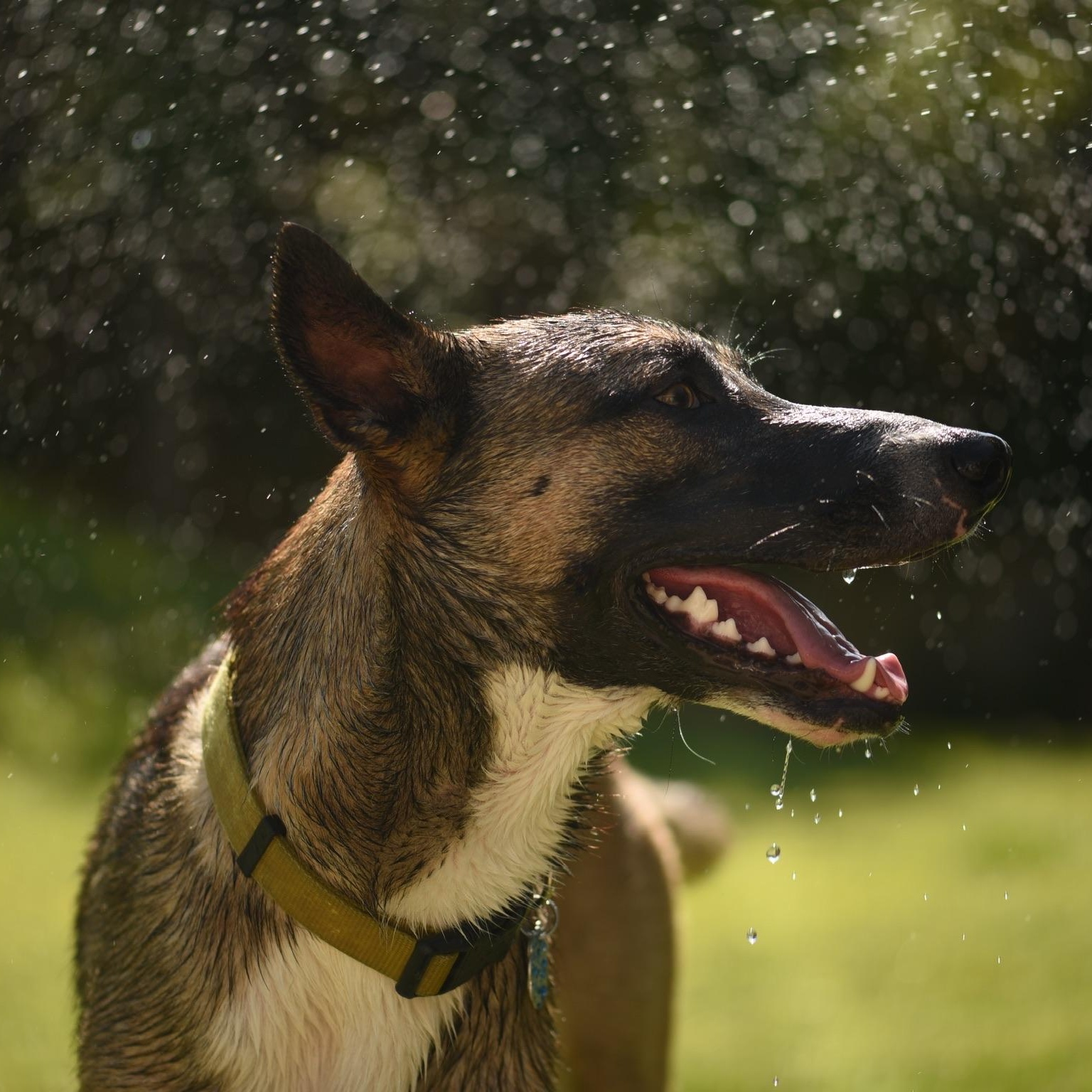 Enlarge Mush, a Adoptable mixed breed in Los Angeles, CA image 5/6