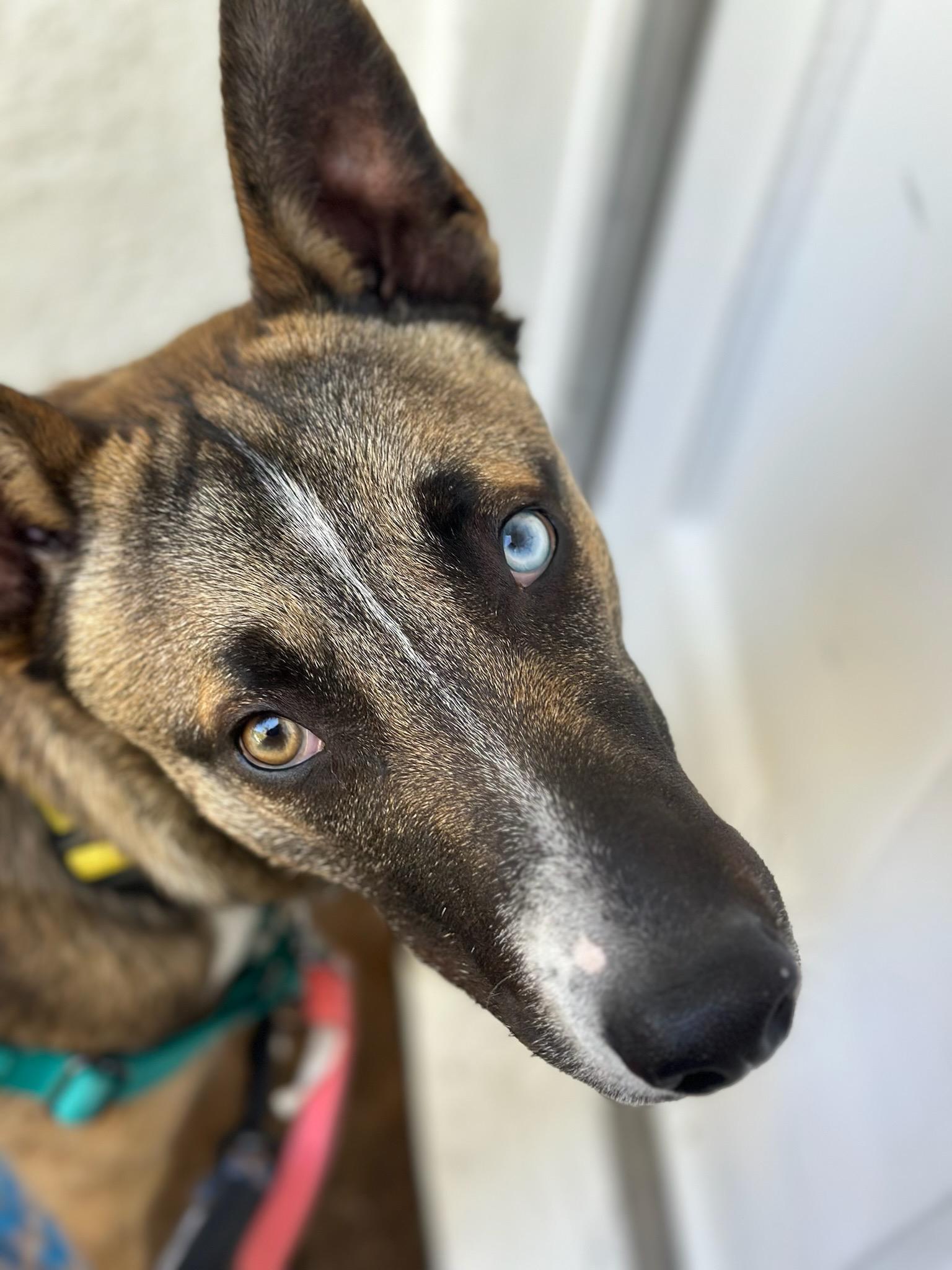 Mush, a Adoptable mixed breed in Los Angeles, CA image 5/6