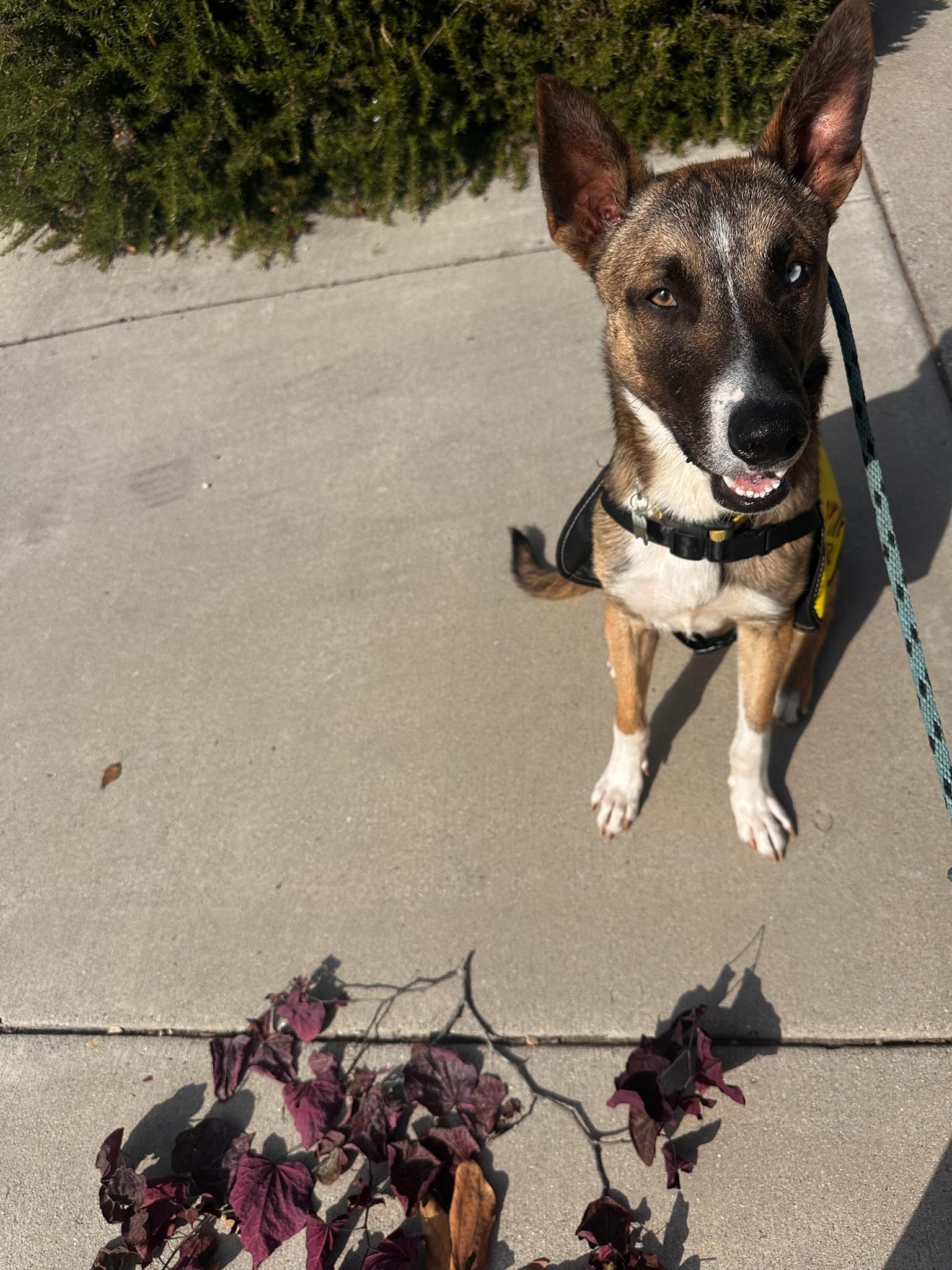 Mush, a Adoptable mixed breed in Los Angeles, CA image 6/6