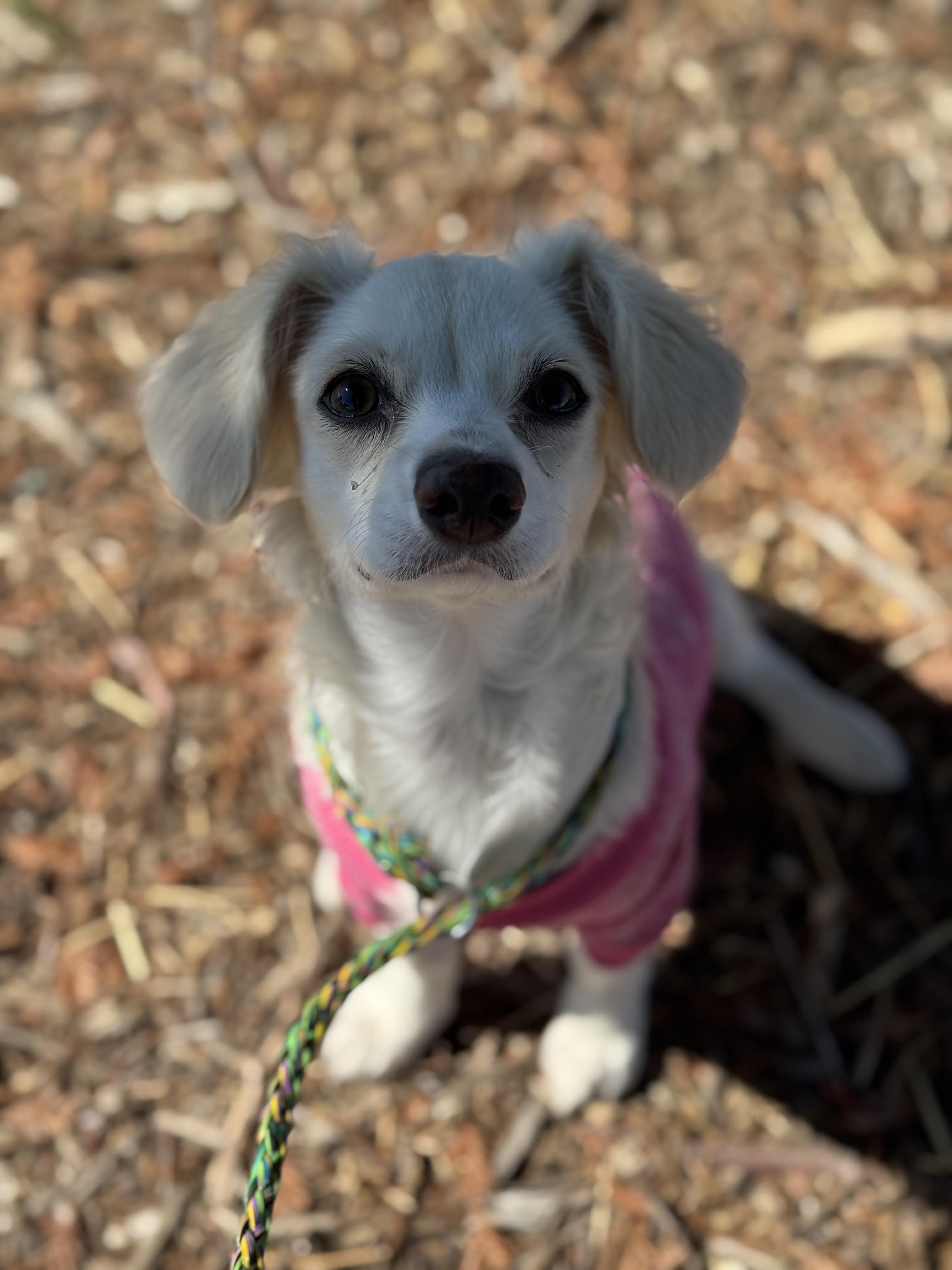Sunny, an adopted Dachshund (Long Haired) in Petaluma, CA image 2/3