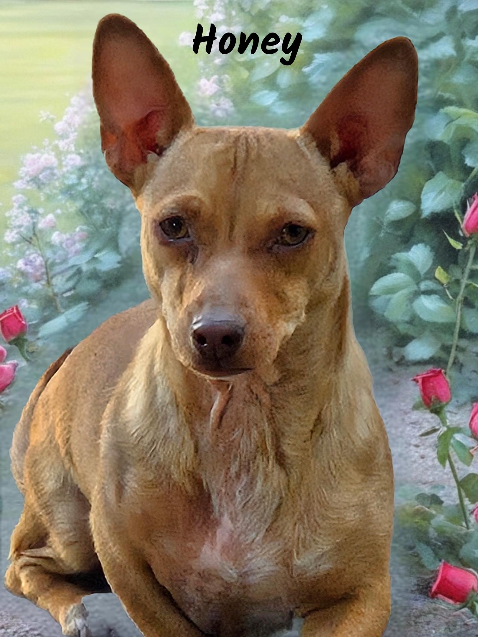 Enlarge Honey, a Adoptable mixed breed in Phelan, CA image 1/1