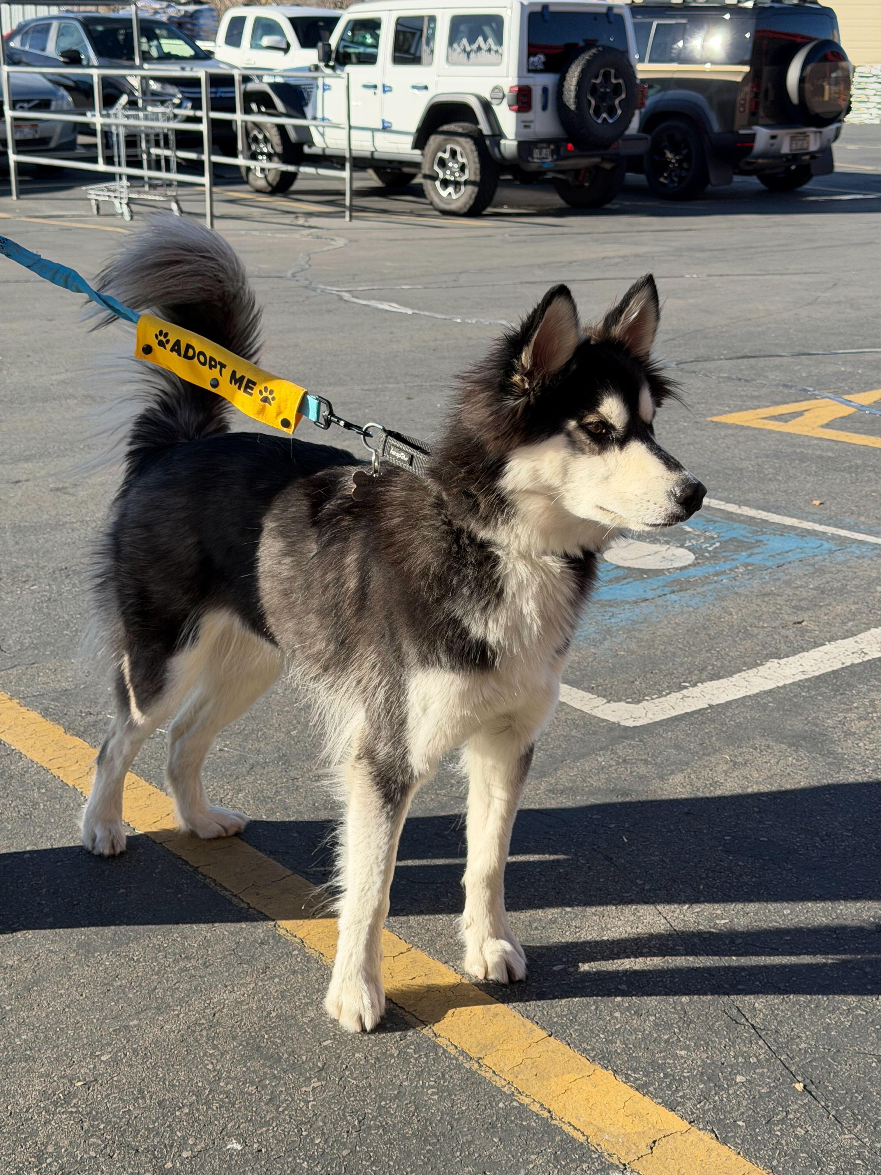 Tucker, Adoptable, Young Male Siberian Husky.