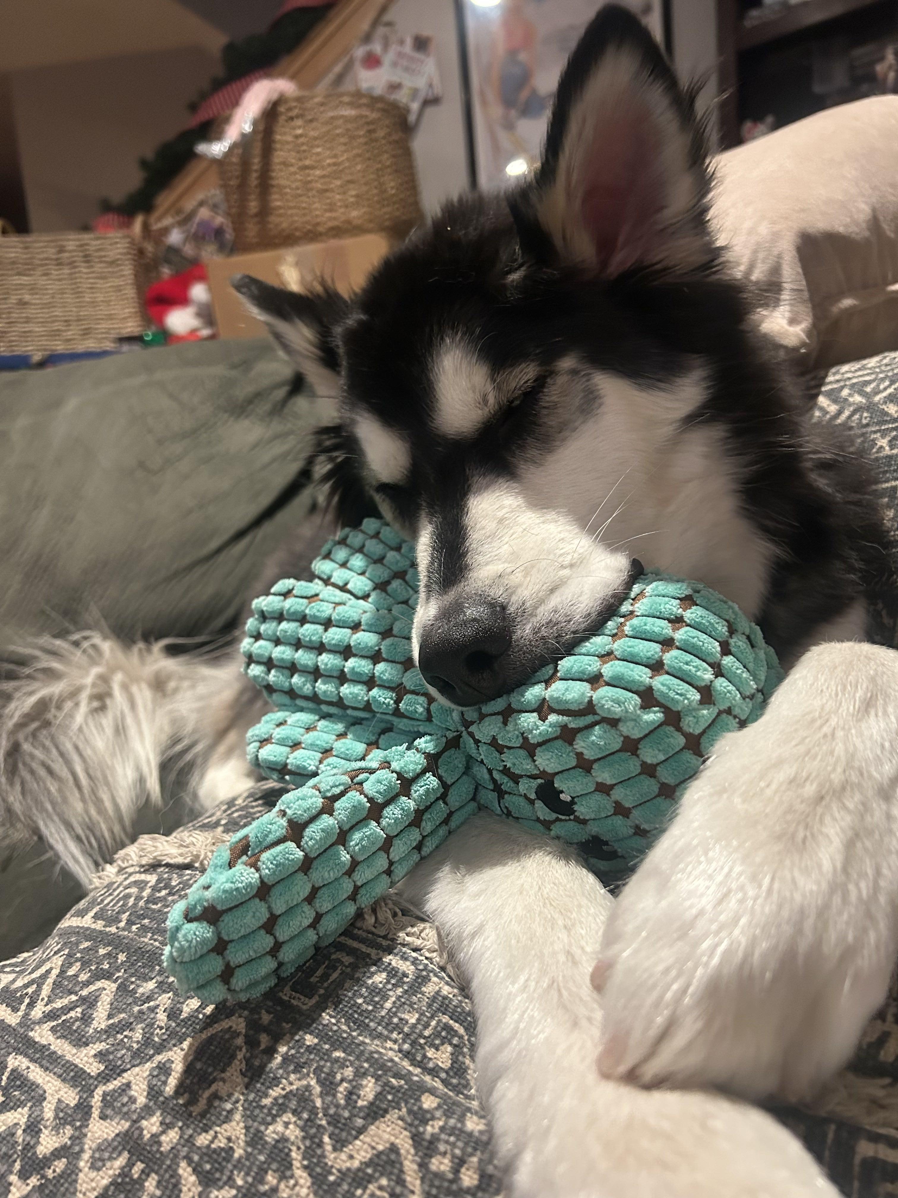 Enlarge Tucker, a Adoptable Siberian Husky in Cottonwood Heights, UT image 2/6