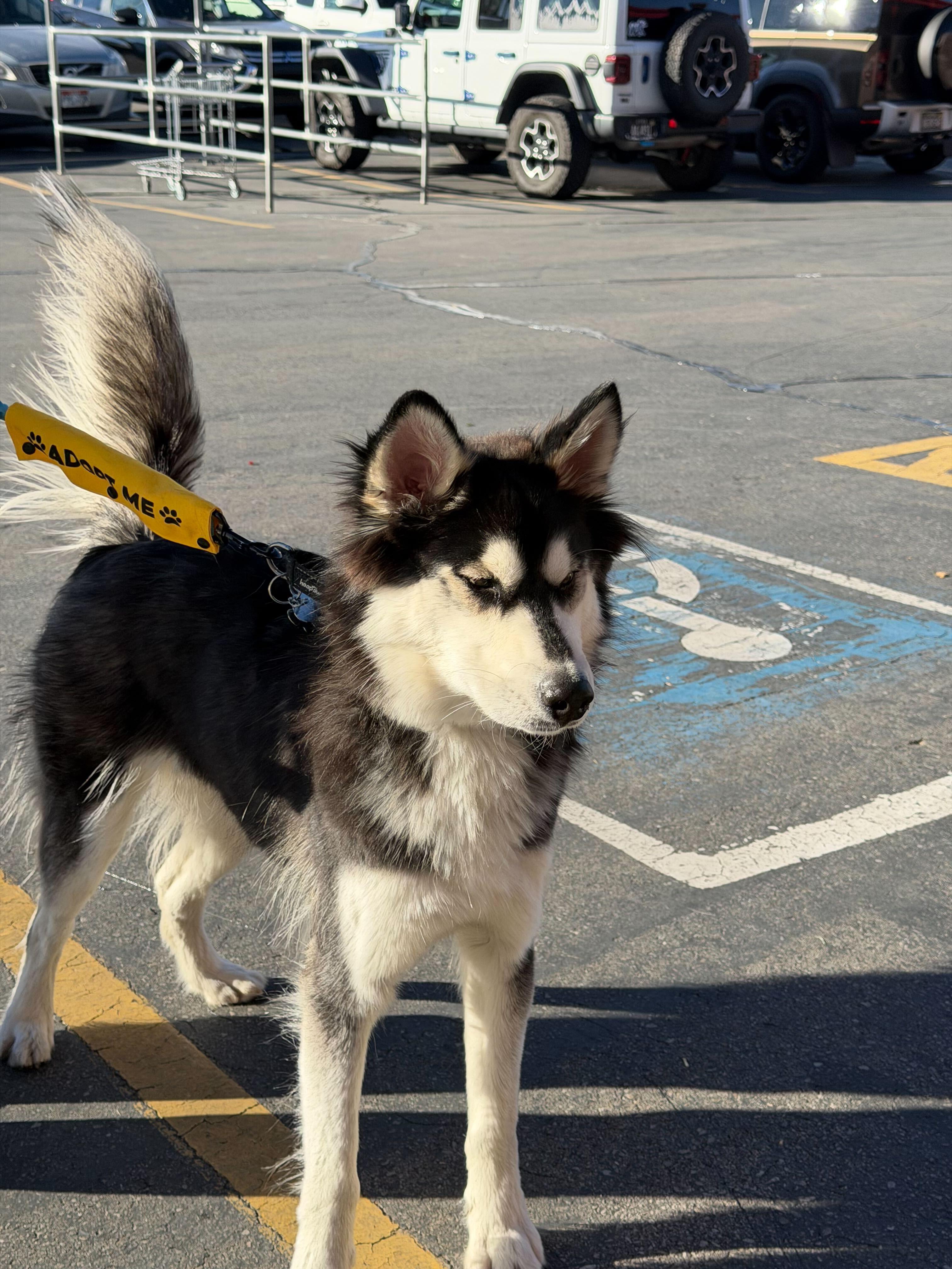 Enlarge Tucker, a Adoptable Siberian Husky in Cottonwood Heights, UT image 4/6