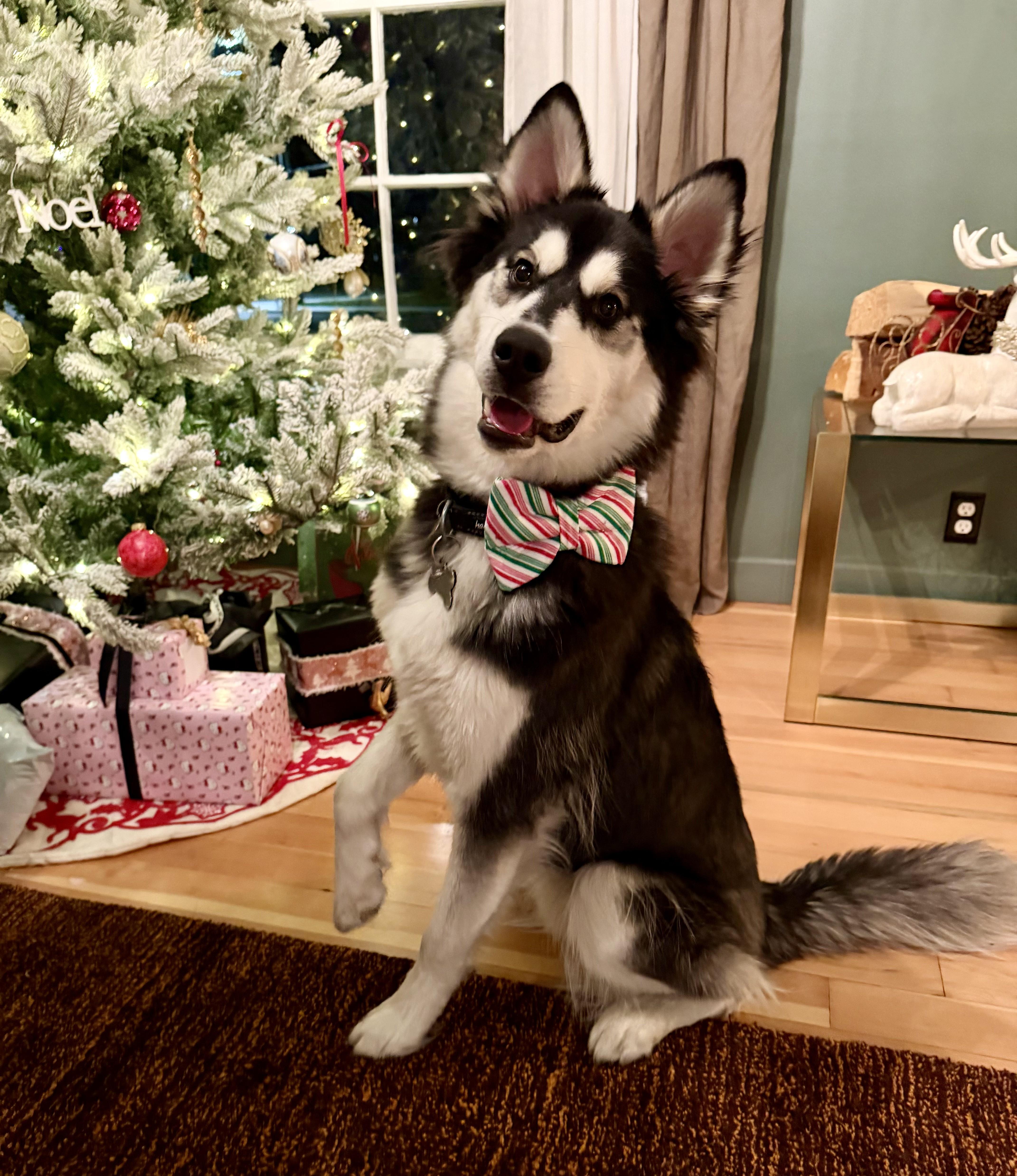 Enlarge Tucker, a Adoptable Siberian Husky in Cottonwood Heights, UT image 5/6