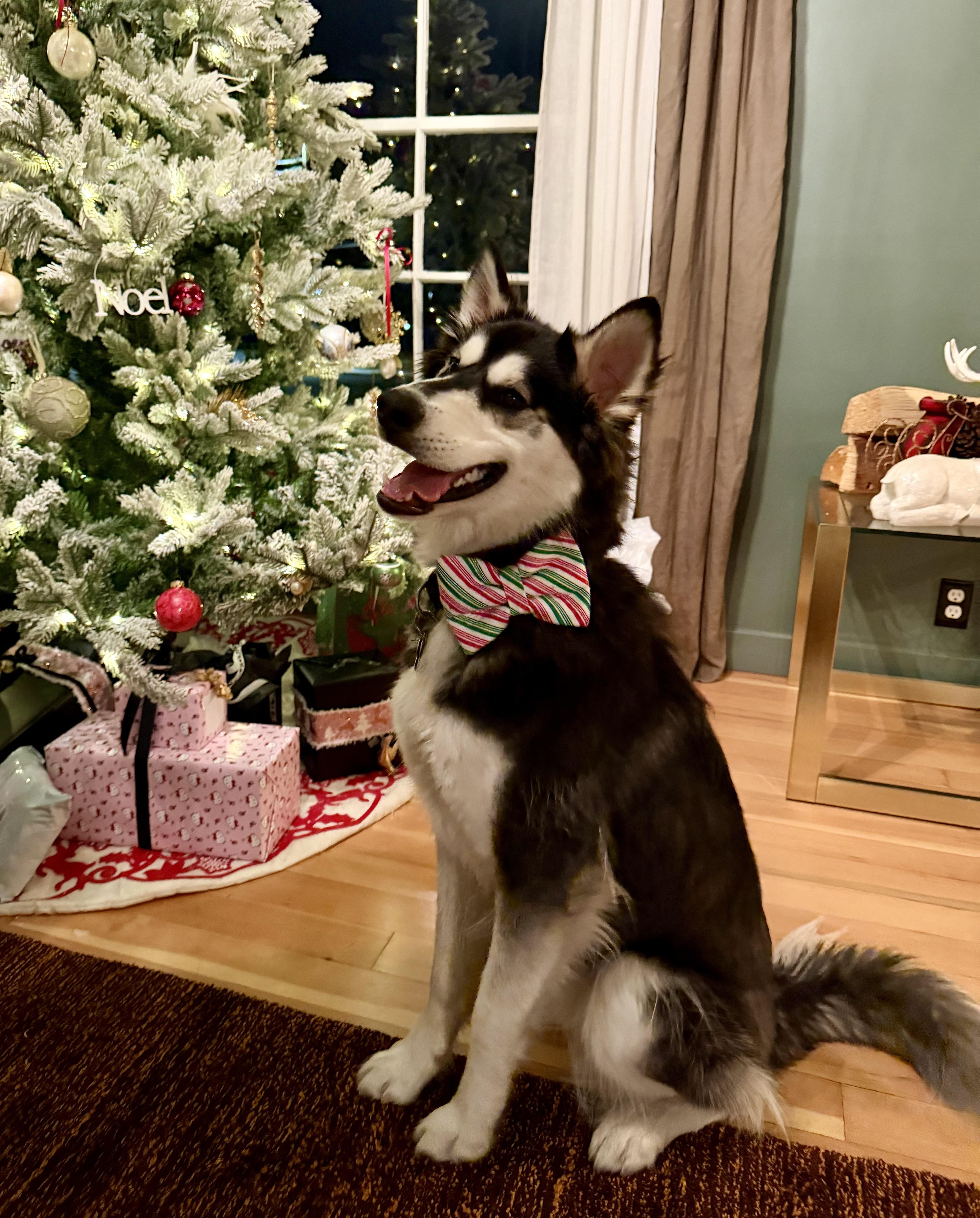 Enlarge Tucker, a Adoptable Siberian Husky in Cottonwood Heights, UT image 6/6
