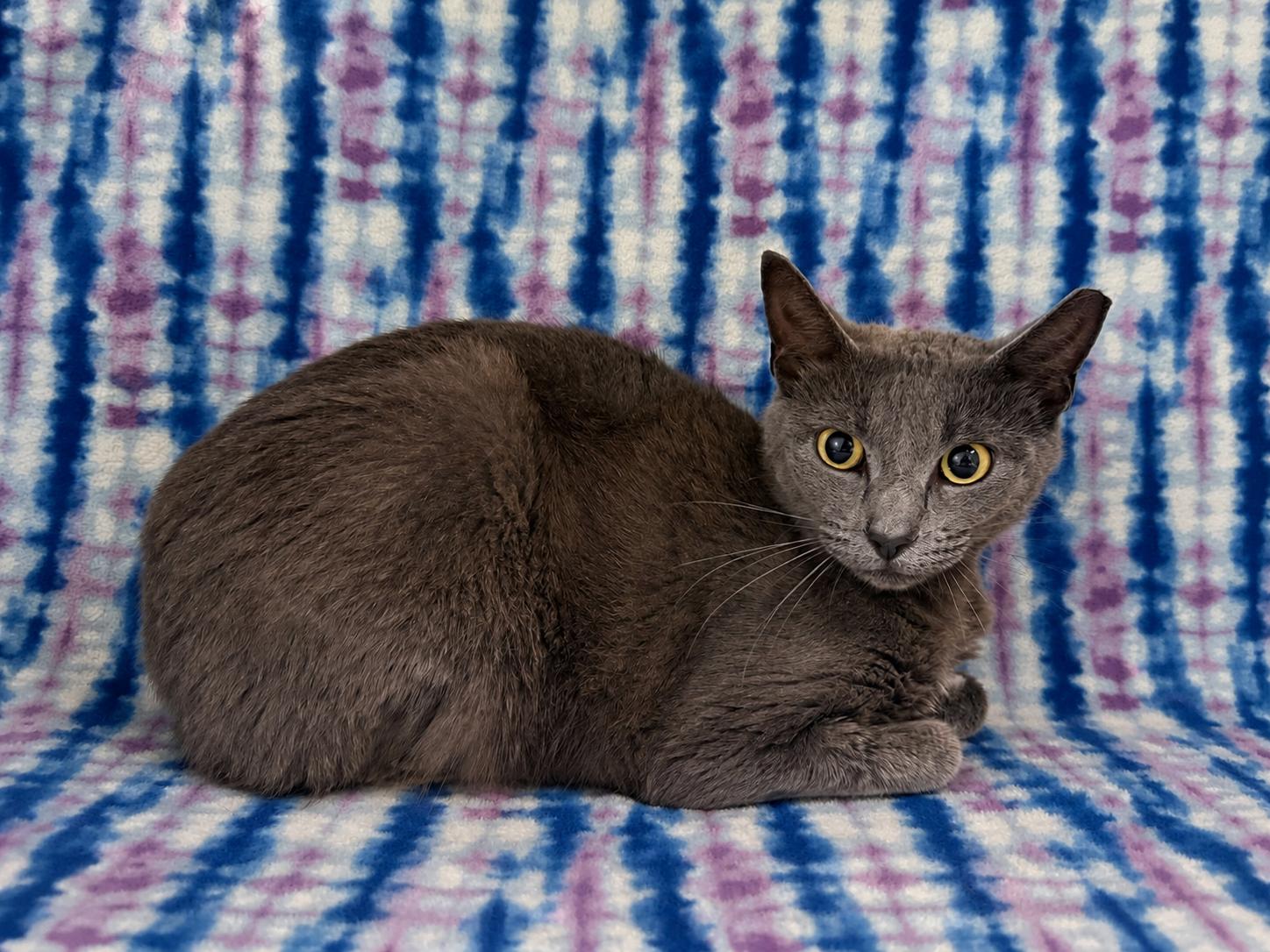 Palermo, adopted, Young Female Domestic Short Hair.