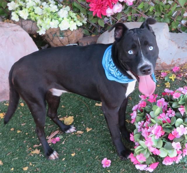Enlarge JASPER, a Adoptable mixed breed in Oklahoma City, OK image 1/1