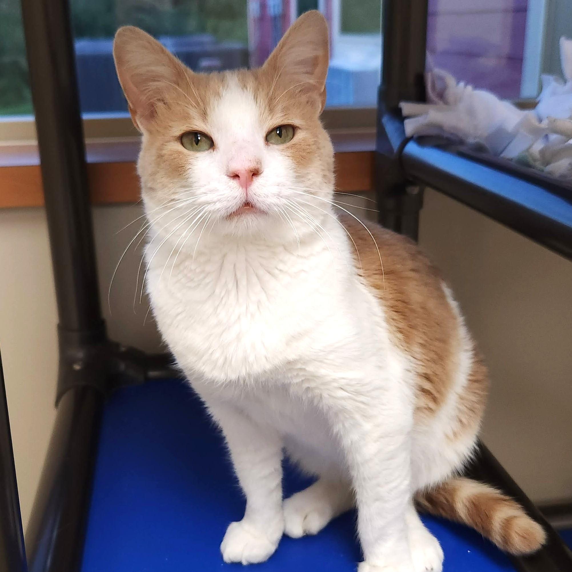 Enlarge Kevin, a Adopted Domestic Short Hair in Marshfield, WI image 4/6