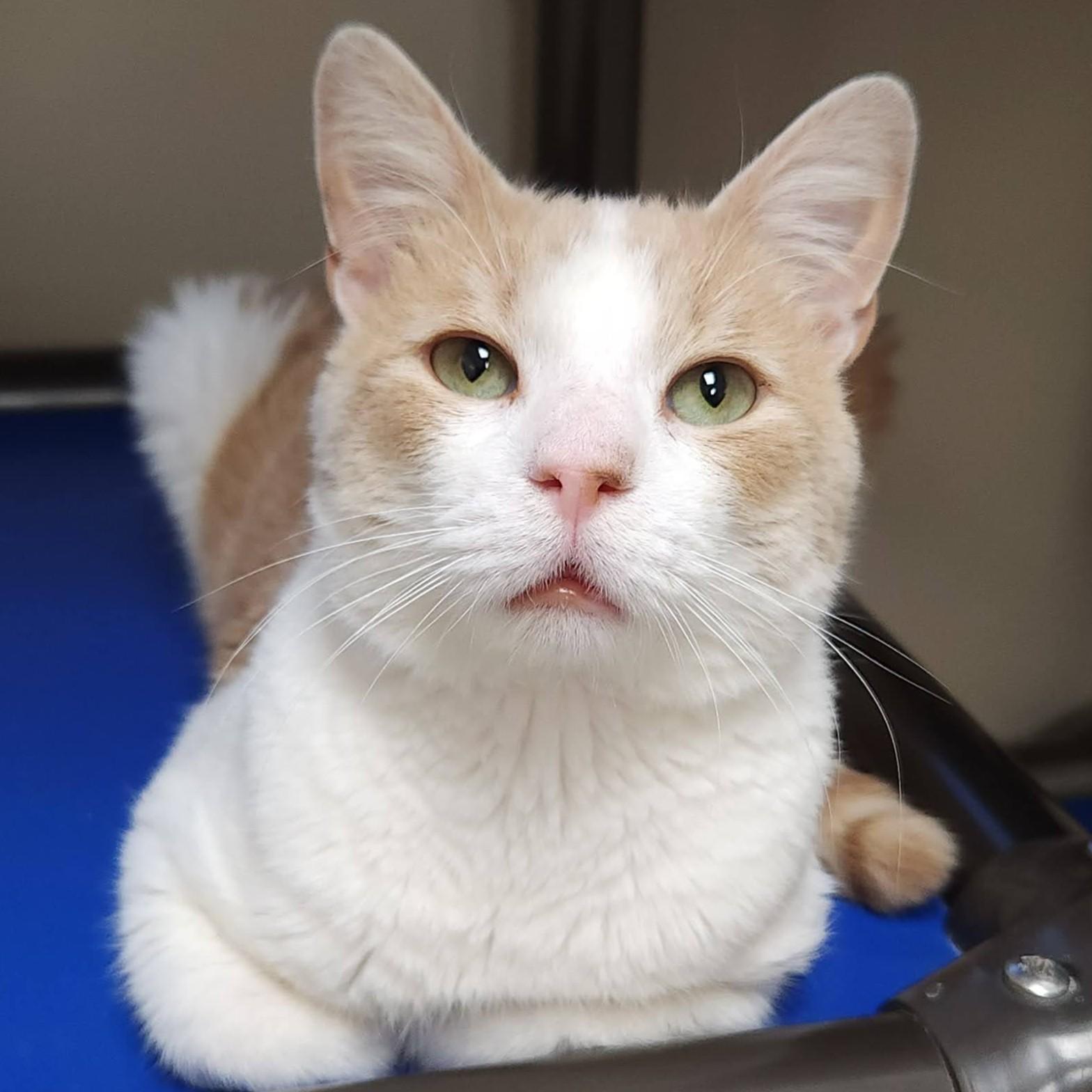 Kevin, Adopted, Adult Male Domestic Short Hair.