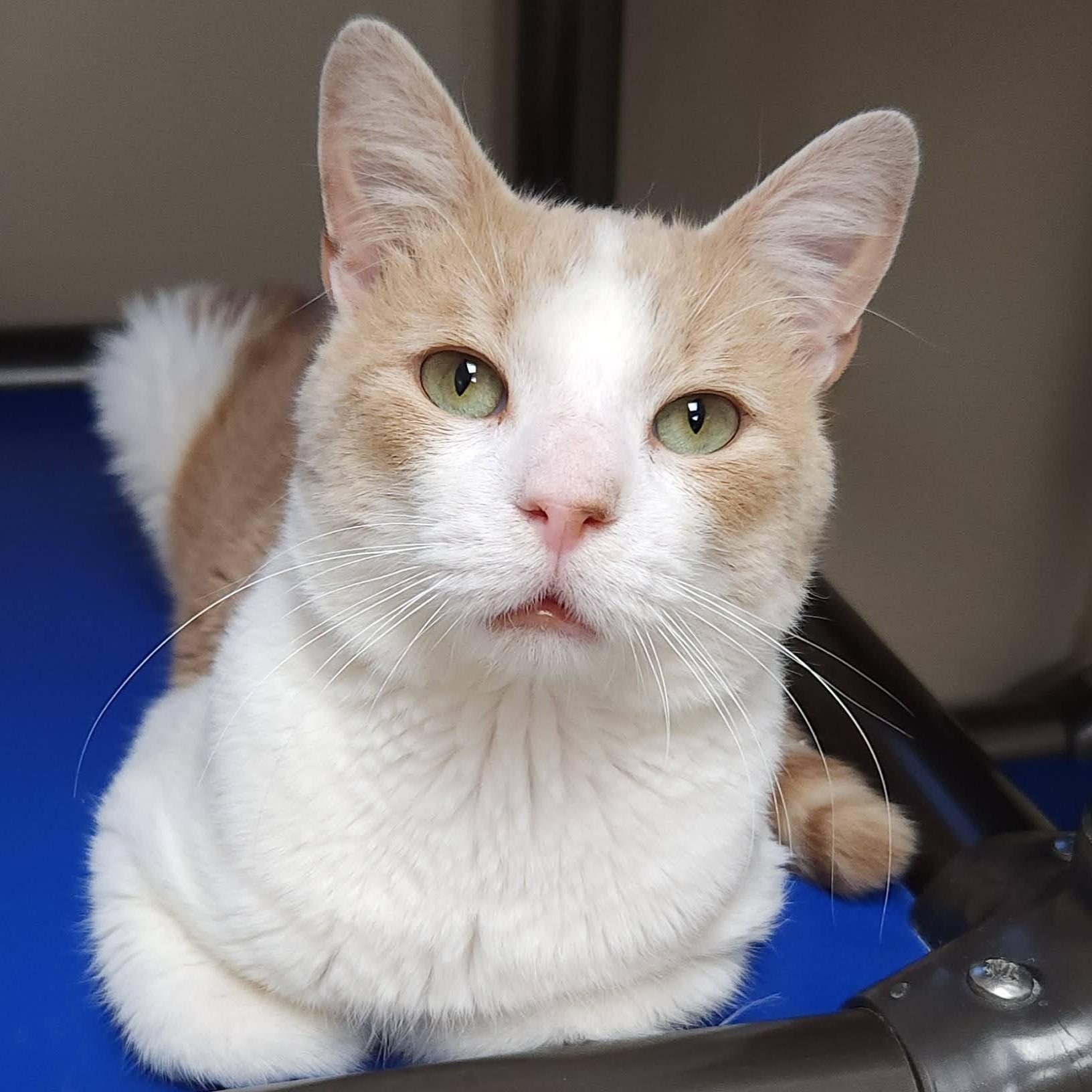 Enlarge Kevin, a Adopted Domestic Short Hair in Marshfield, WI image 3/6
