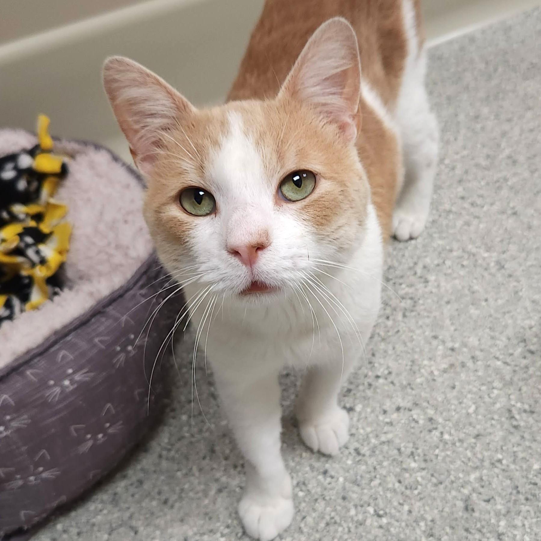Enlarge Kevin, a Adopted Domestic Short Hair in Marshfield, WI image 5/6