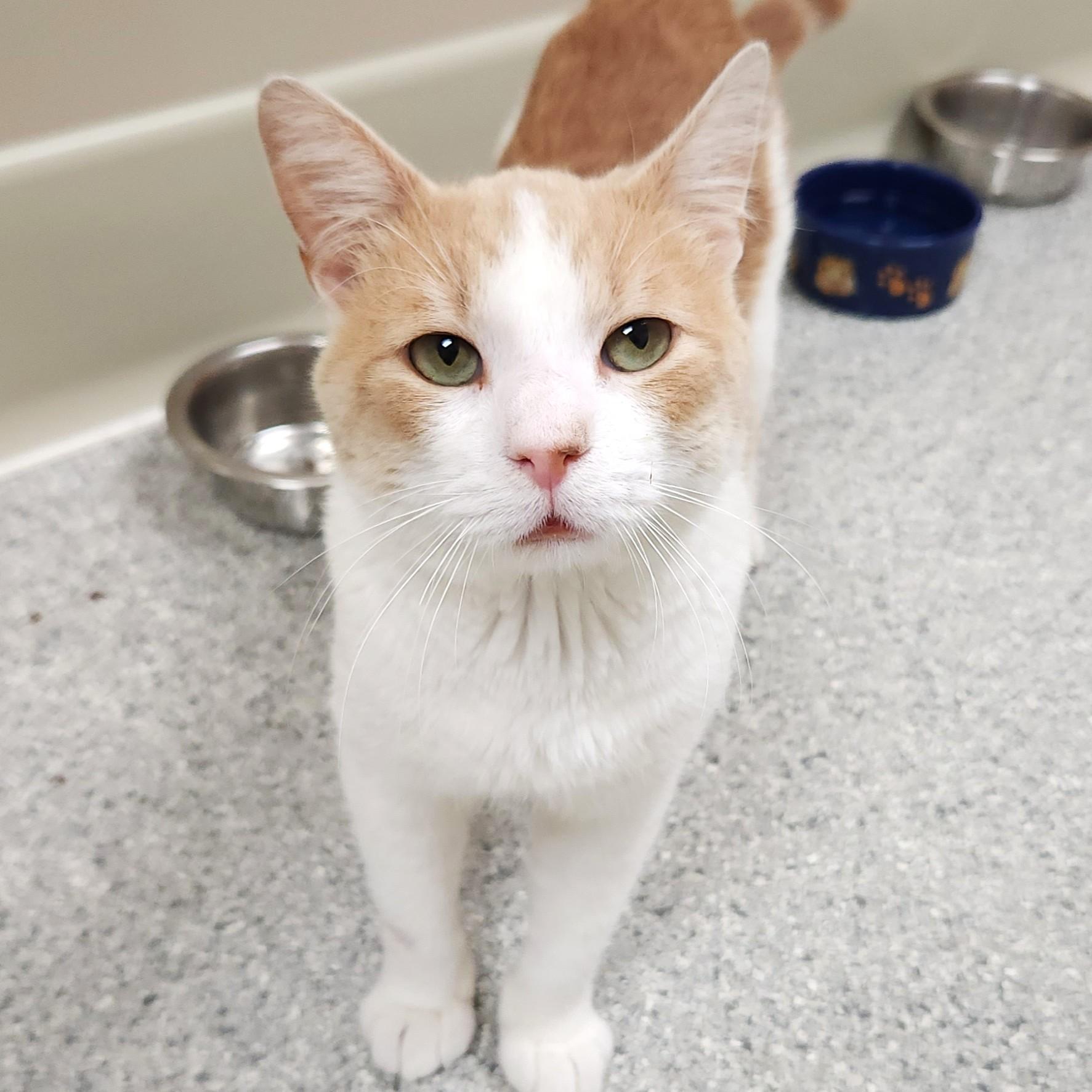 Enlarge Kevin, a Adopted Domestic Short Hair in Marshfield, WI image 2/6
