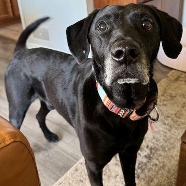 Grommet, adoptable, Senior Male Black Labrador Retriever.