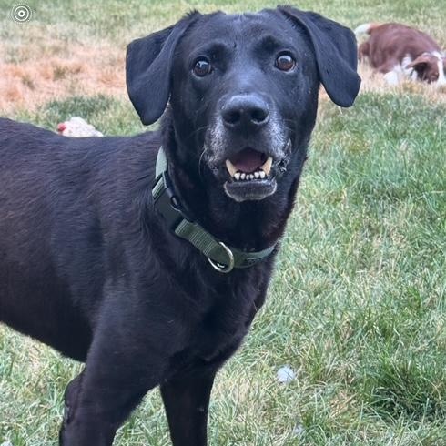 Enlarge Grommet, an adoptable Black Labrador Retriever in Denver, CO image 2/6