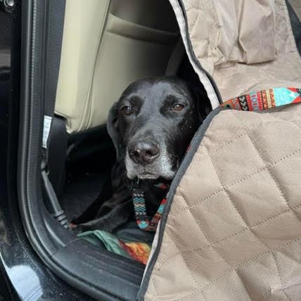 Enlarge Grommet, an adoptable Black Labrador Retriever in Denver, CO image 6/6
