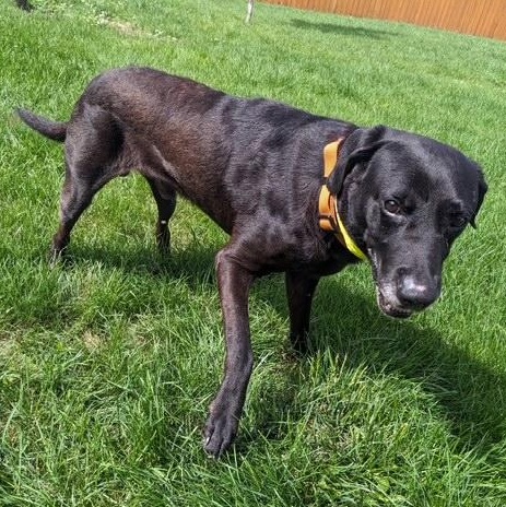 Enlarge Grommet, an adoptable Black Labrador Retriever in Denver, CO image 3/6