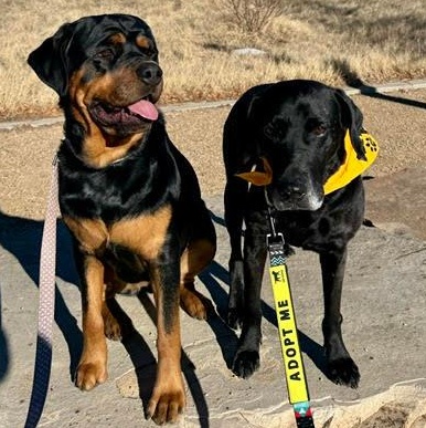 Enlarge Grommet, an adoptable Black Labrador Retriever in Denver, CO image 5/6