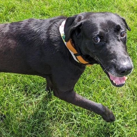 Enlarge Grommet, an adoptable Black Labrador Retriever in Denver, CO image 4/6