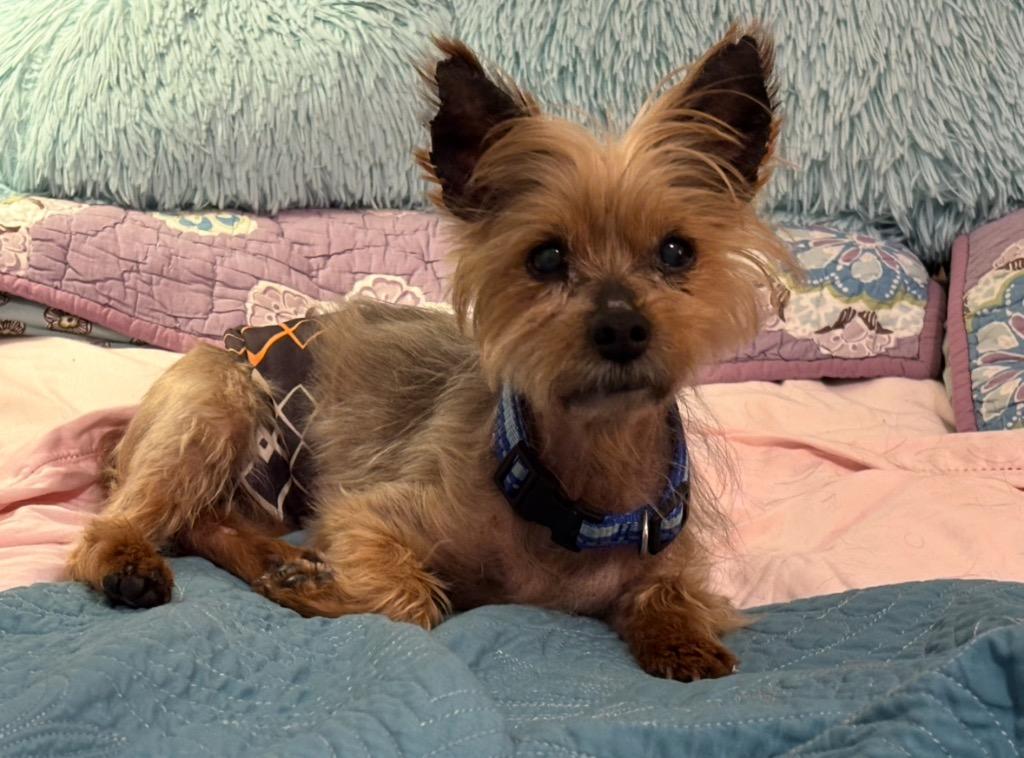 Lukas, Adopted, Senior Male Yorkshire Terrier.