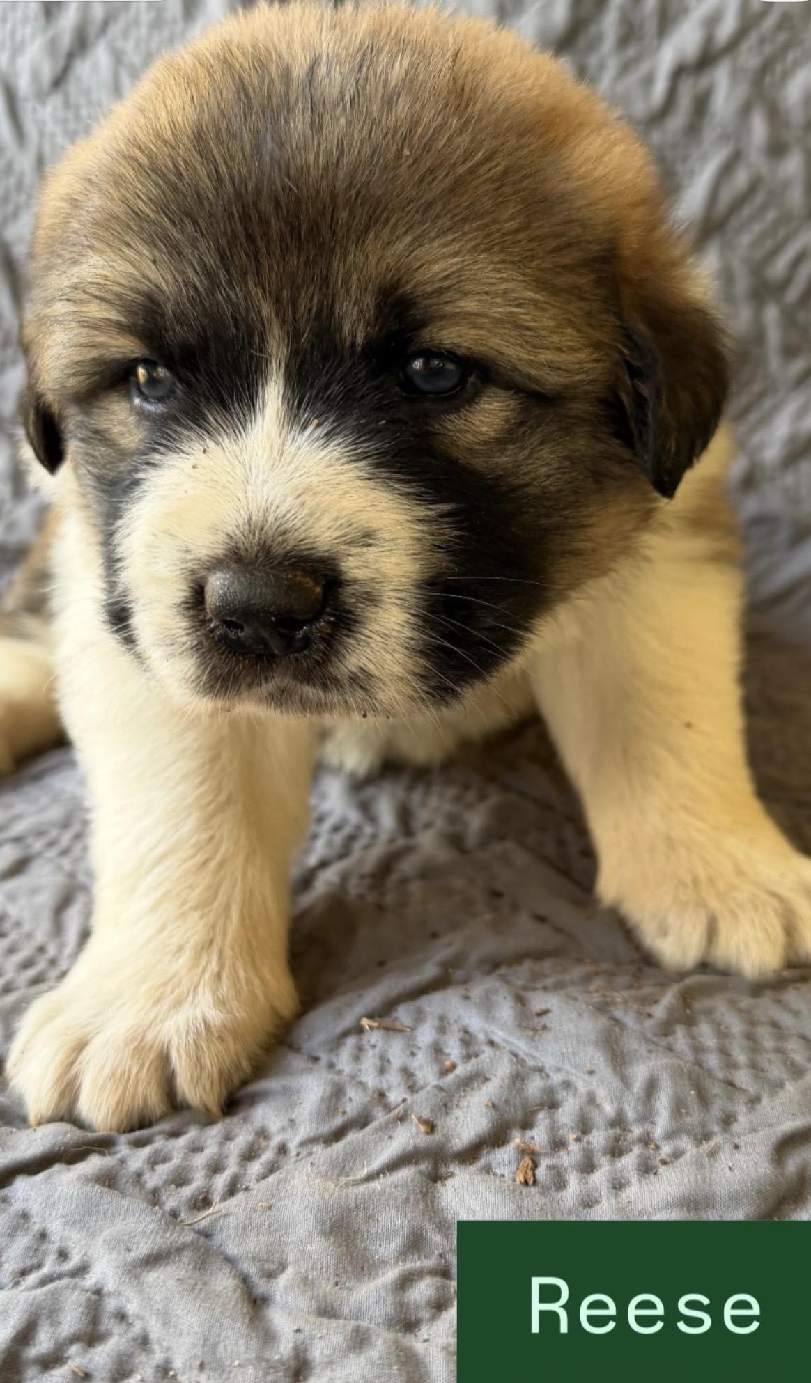 Reece, ADOPTABLE, Puppy Female Great Pyrenees & German Shepherd Dog.