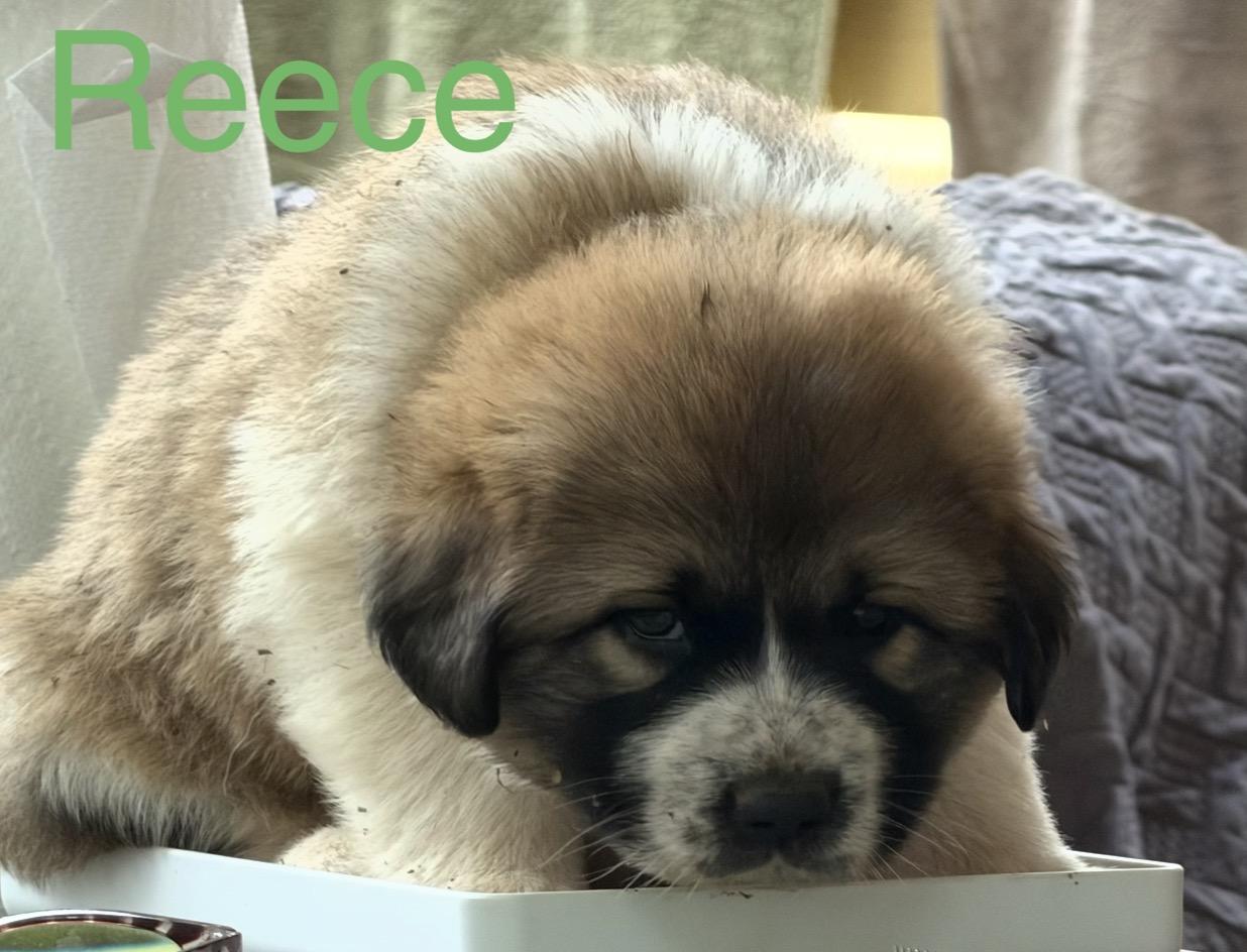 Reece, a ADOPTABLE mixed breed in Claremont, NC image 3/3