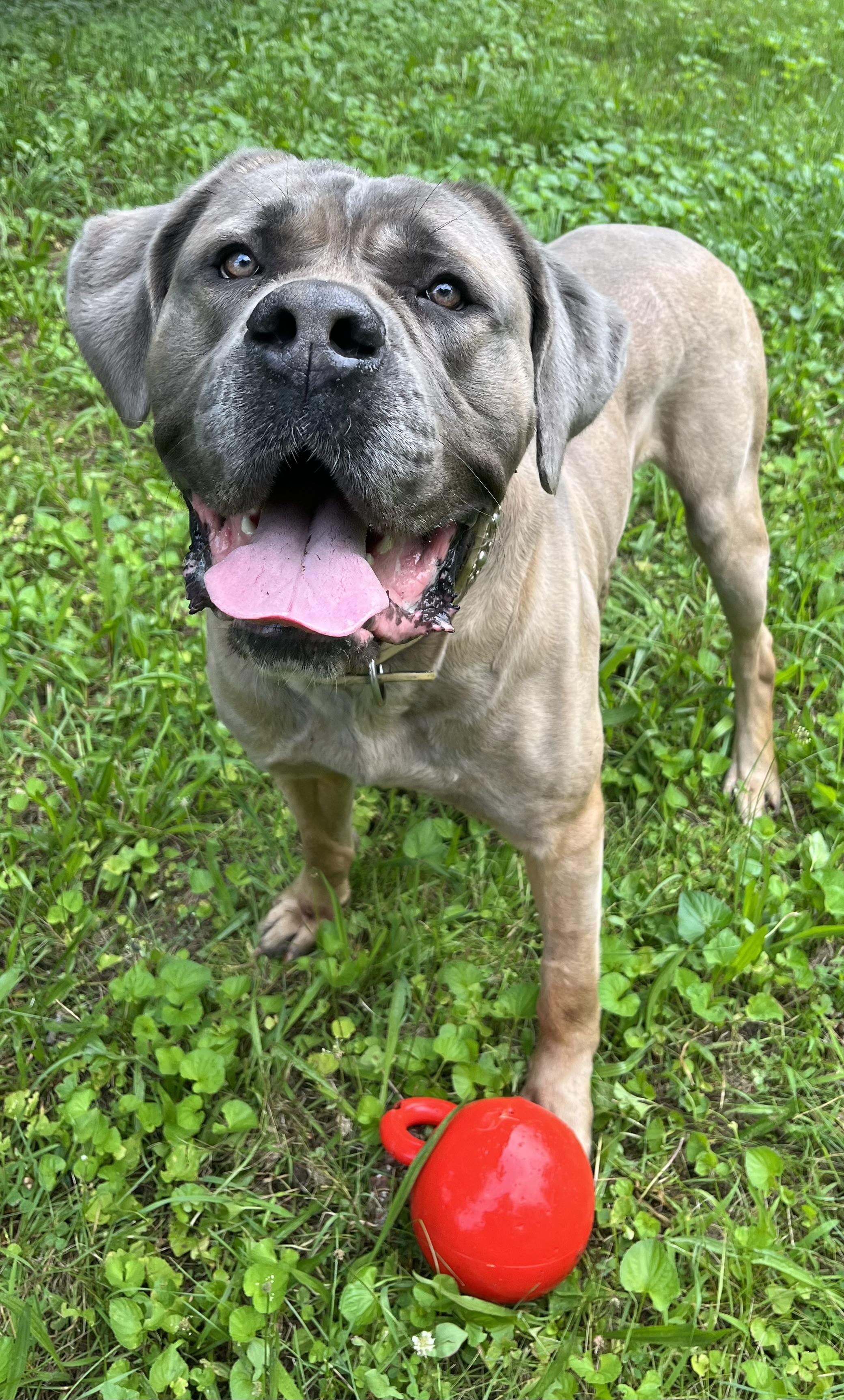 Bronson