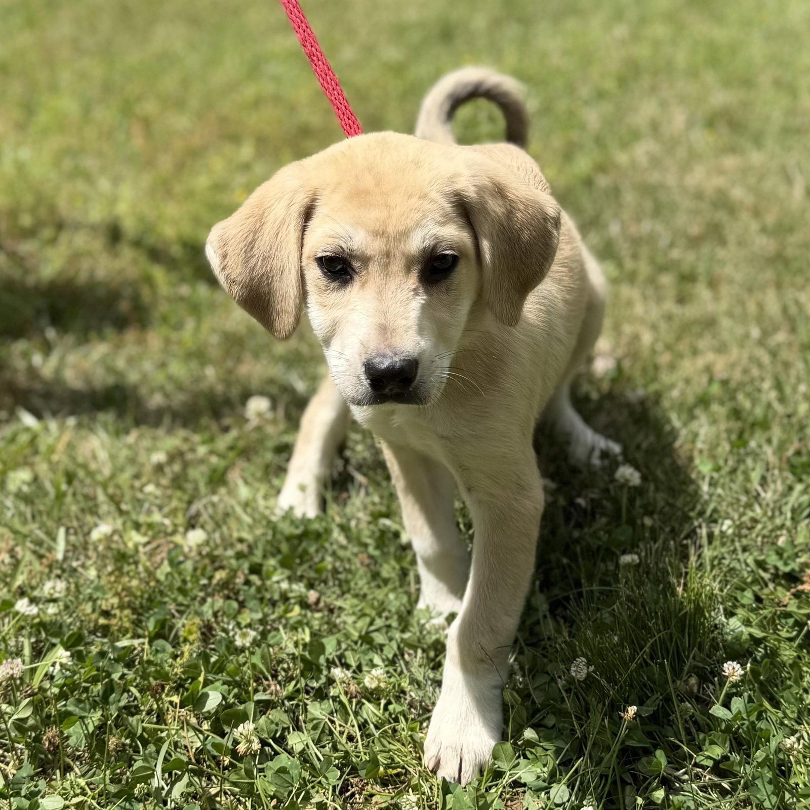Enlarge LIBERTY, a Adopted mixed breed in Locust Fork, AL image 2/3