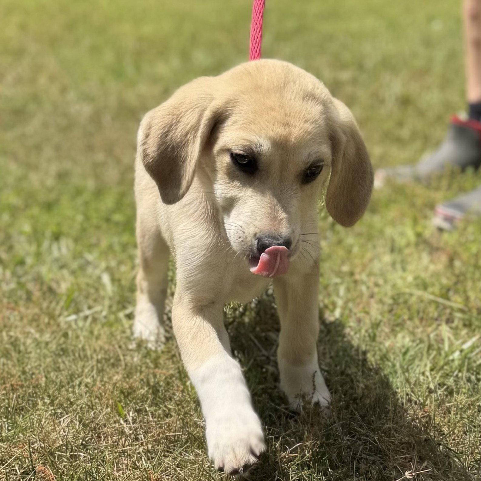 Enlarge LIBERTY, a Adopted mixed breed in Locust Fork, AL image 3/3