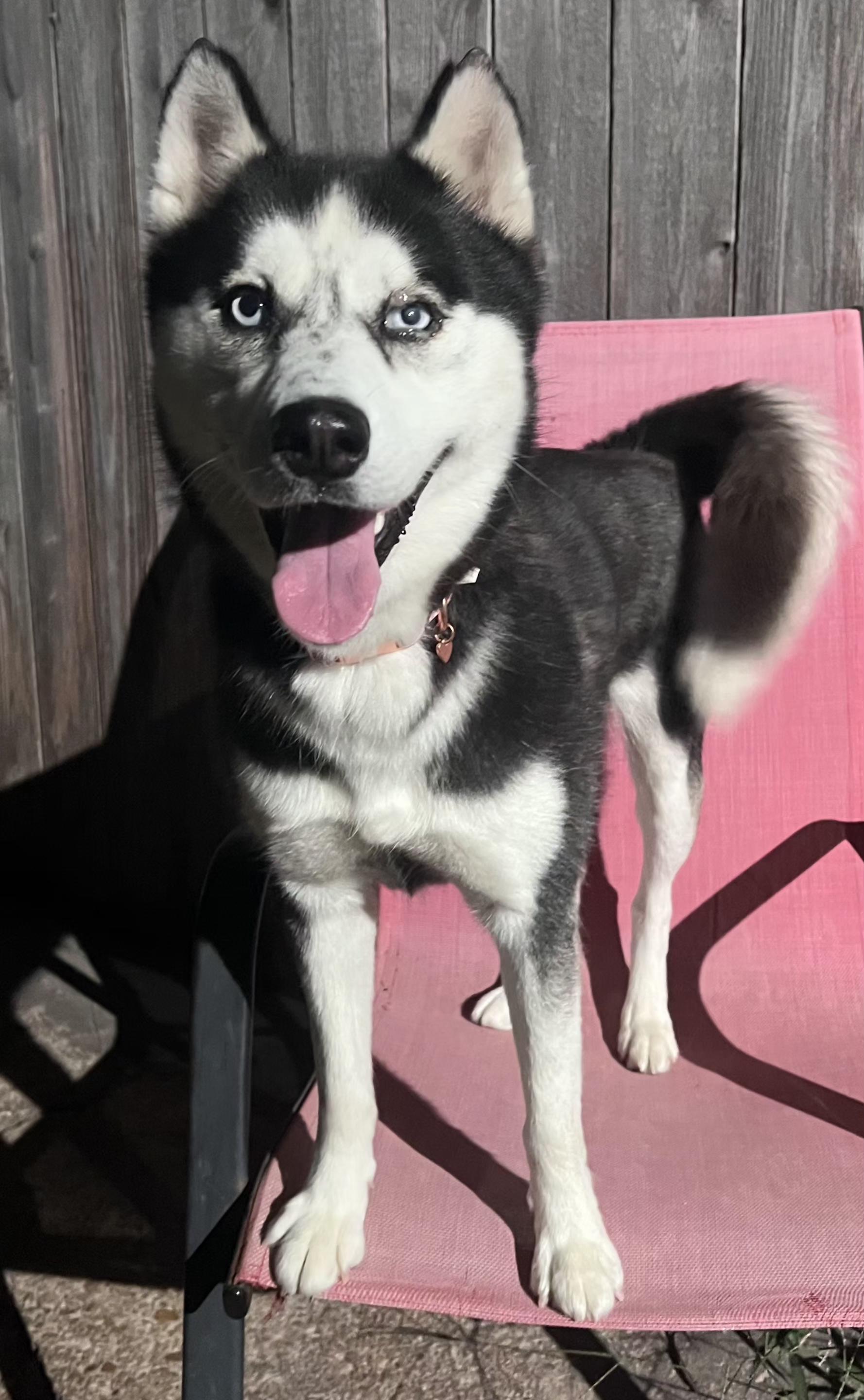 Athena, ADOPTABLE, Young Female Siberian Husky & Husky.