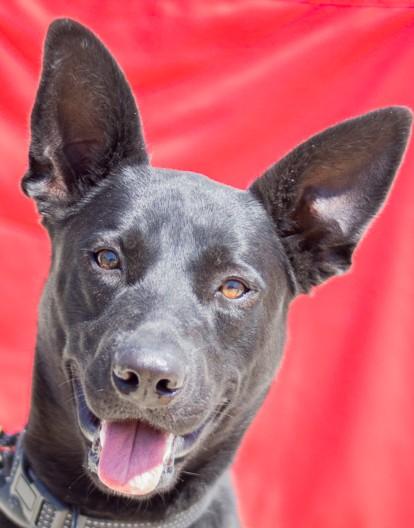 JIM, Adoptable, Adult Male German Shepherd Dog.