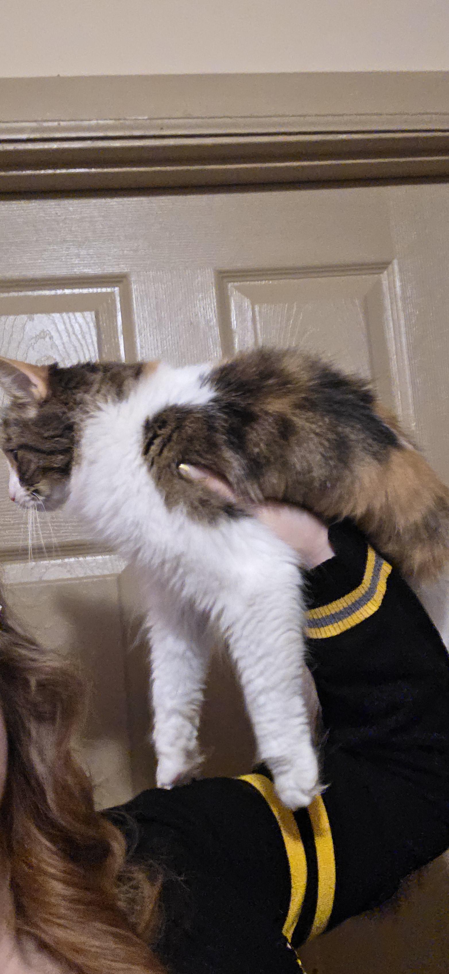 Mercy, Adoptable, Adult Female Domestic Medium Hair.