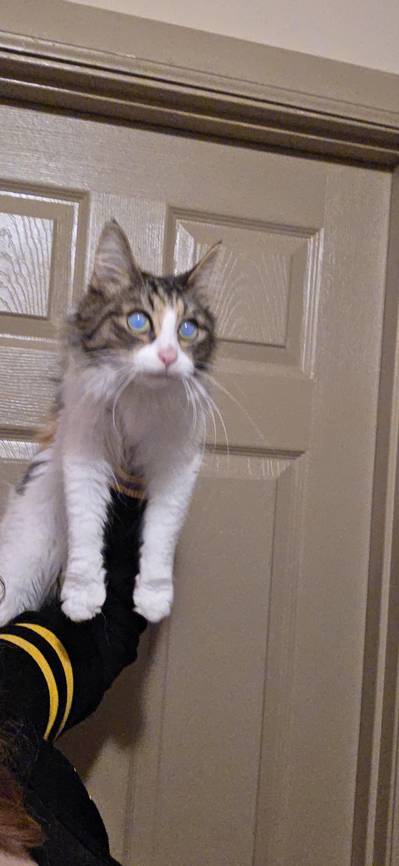 Mercy, a Adoptable mixed breed in Evansville, IN image 2/3