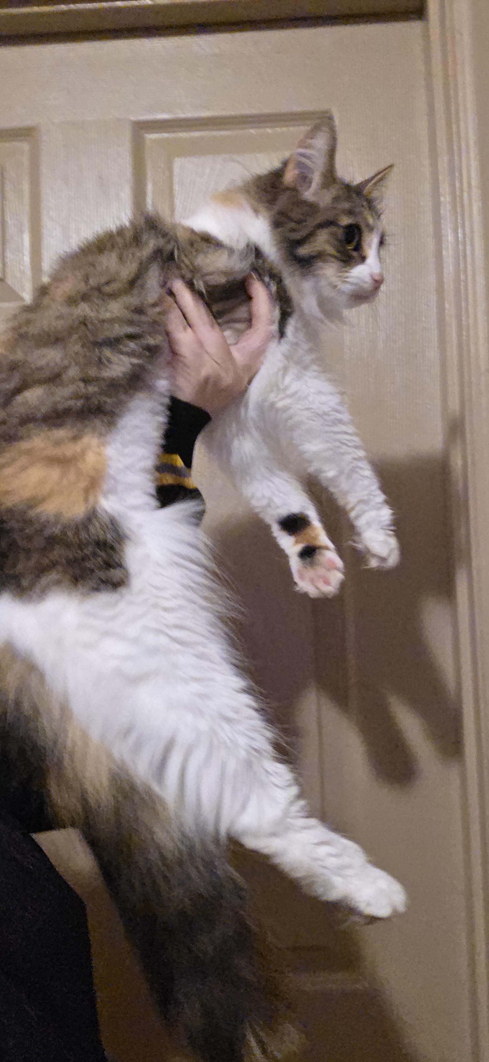 Mercy, a Adoptable mixed breed in Evansville, IN image 3/3