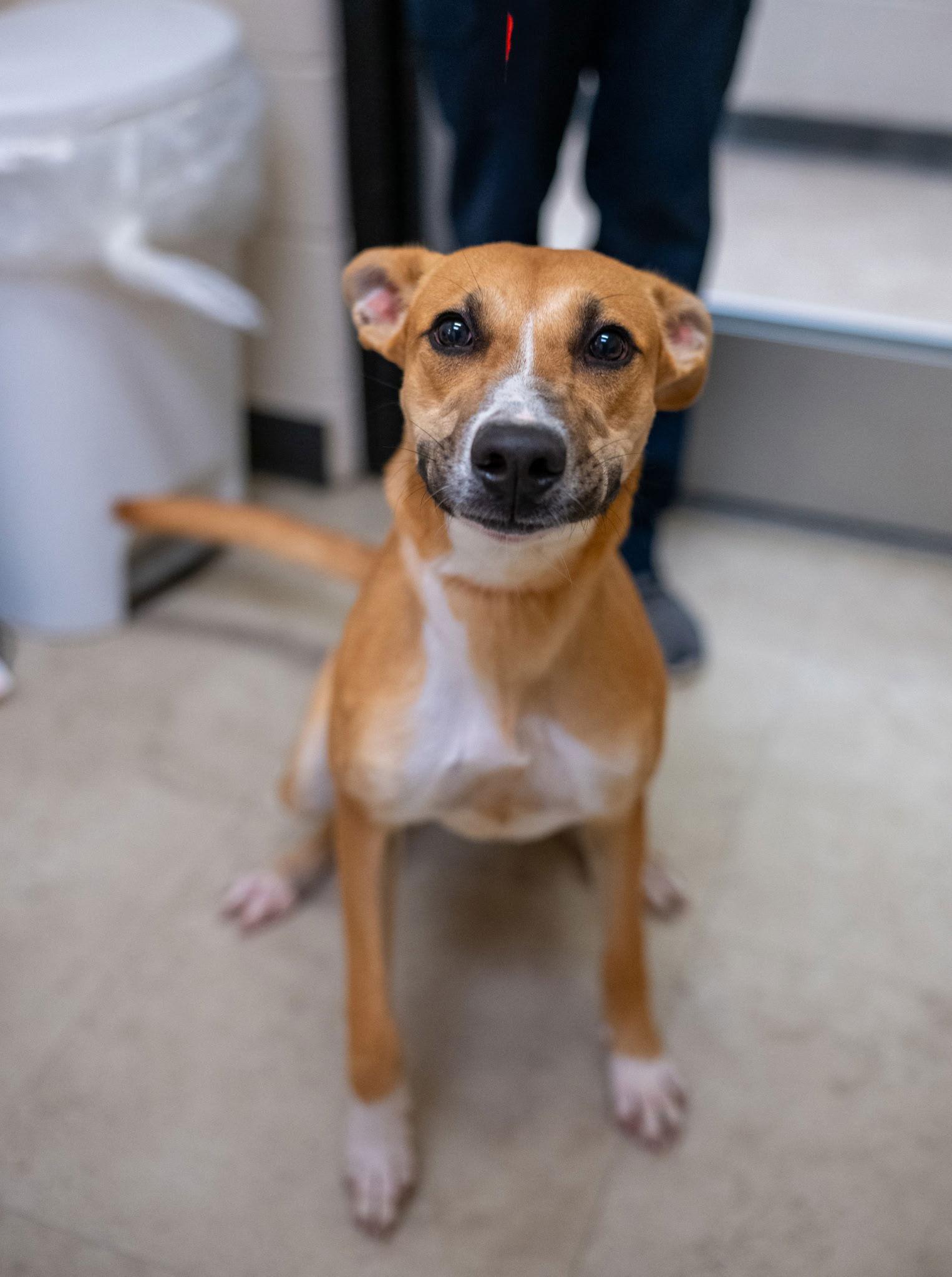 Kora, Adoptable, Young Female Black Mouth Cur.