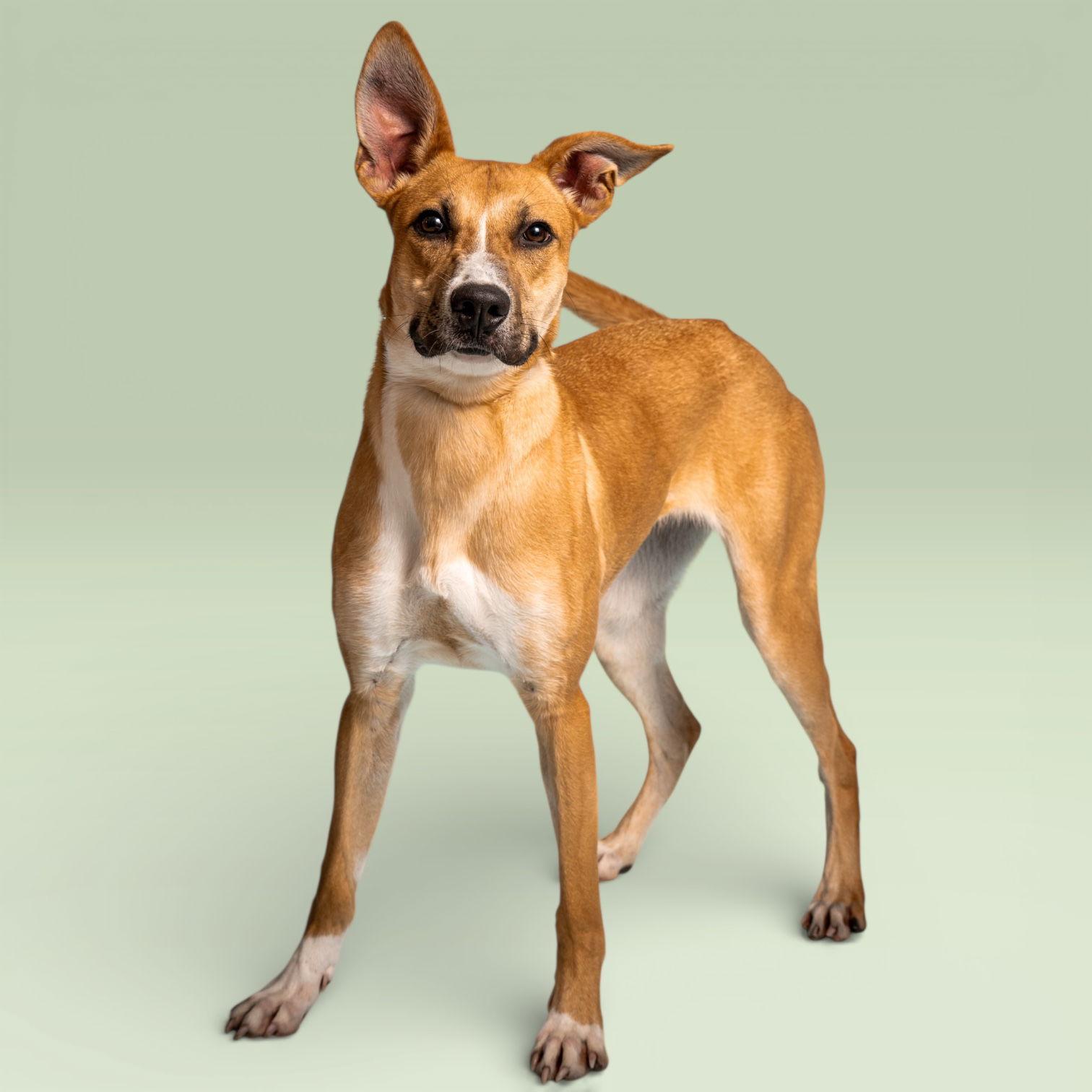 Enlarge Kora, a Adoptable Black Mouth Cur in Richardson, TX image 2/3