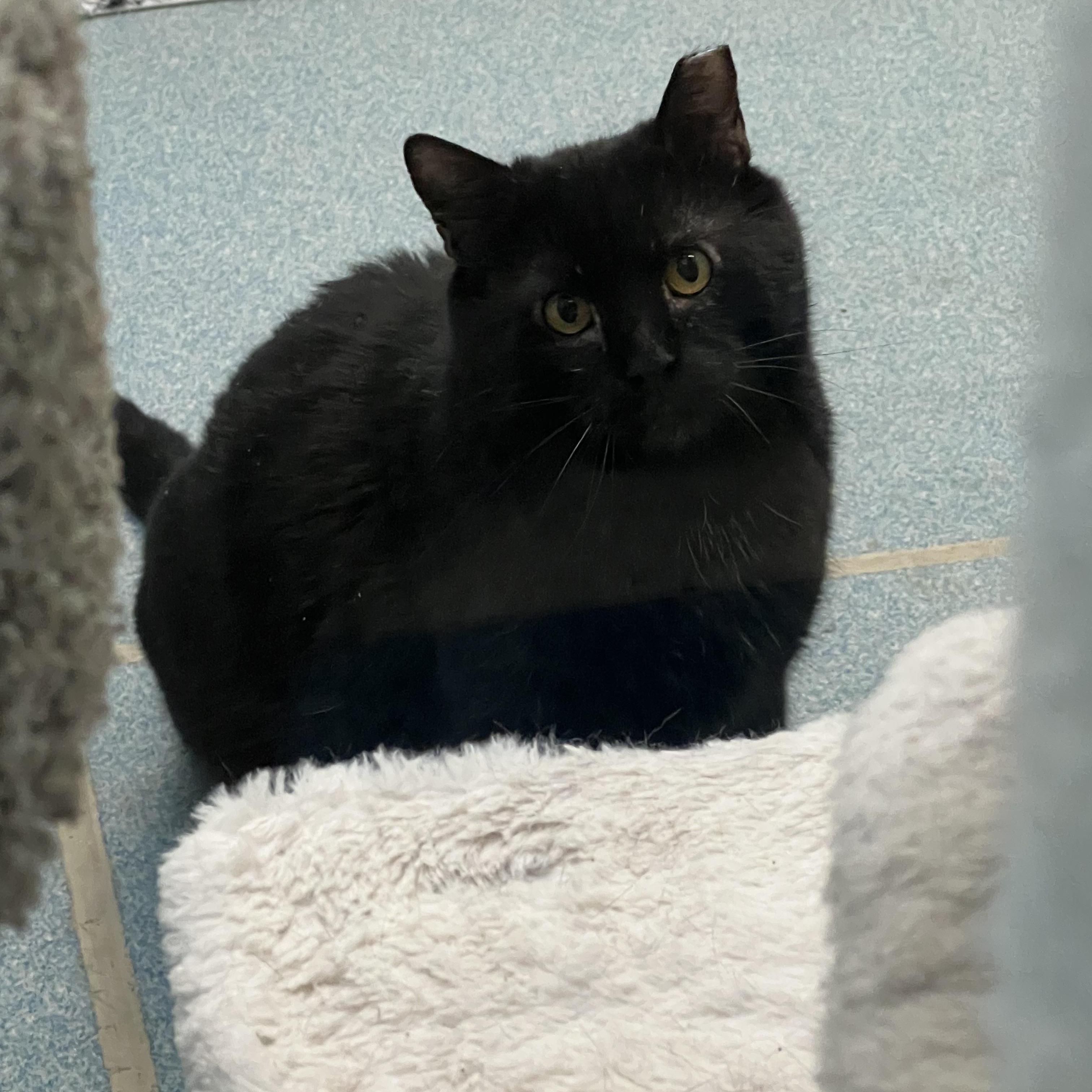 Licorice (working cat) *Adoption fee sponsored*, ADOPTABLE, Adult Male Domestic Short Hair.