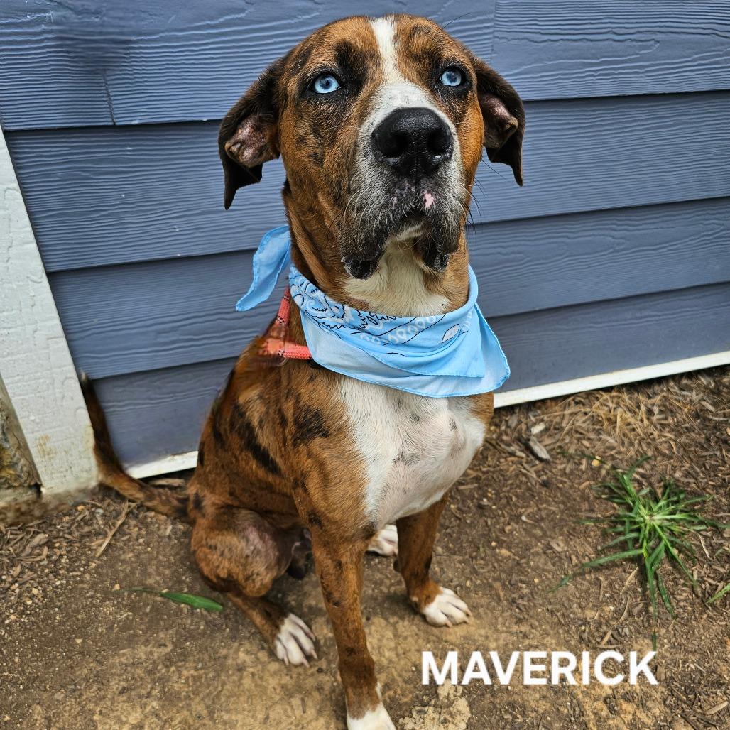 Maverick, Adoptable, Adult Male Mixed Breed & Catahoula Leopard Dog.