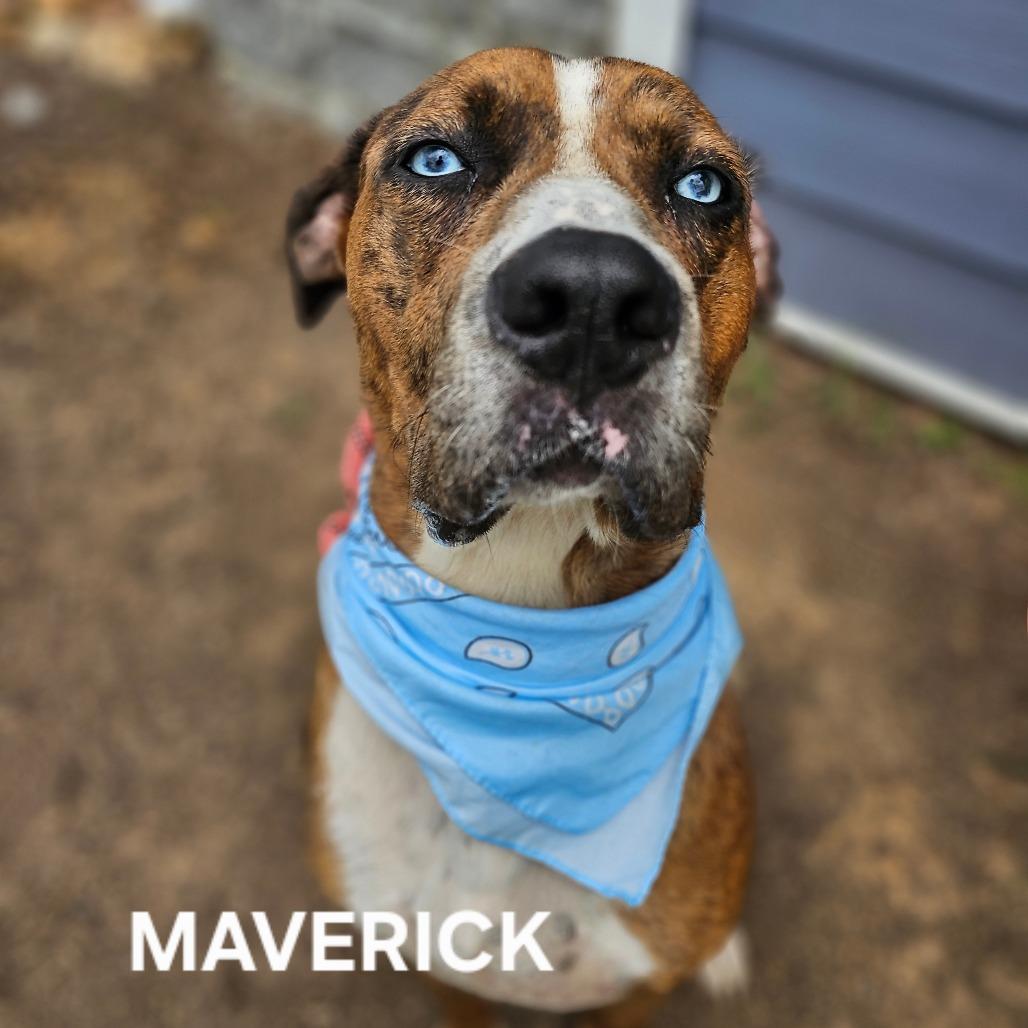 Enlarge Maverick, a Adoptable mixed breed in Madisonville, TN image 2/6