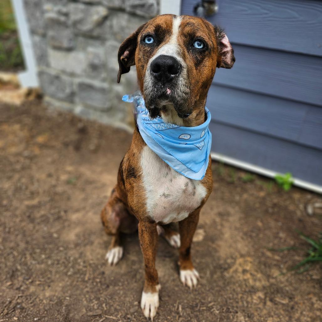 Enlarge Maverick, a Adoptable mixed breed in Madisonville, TN image 3/6