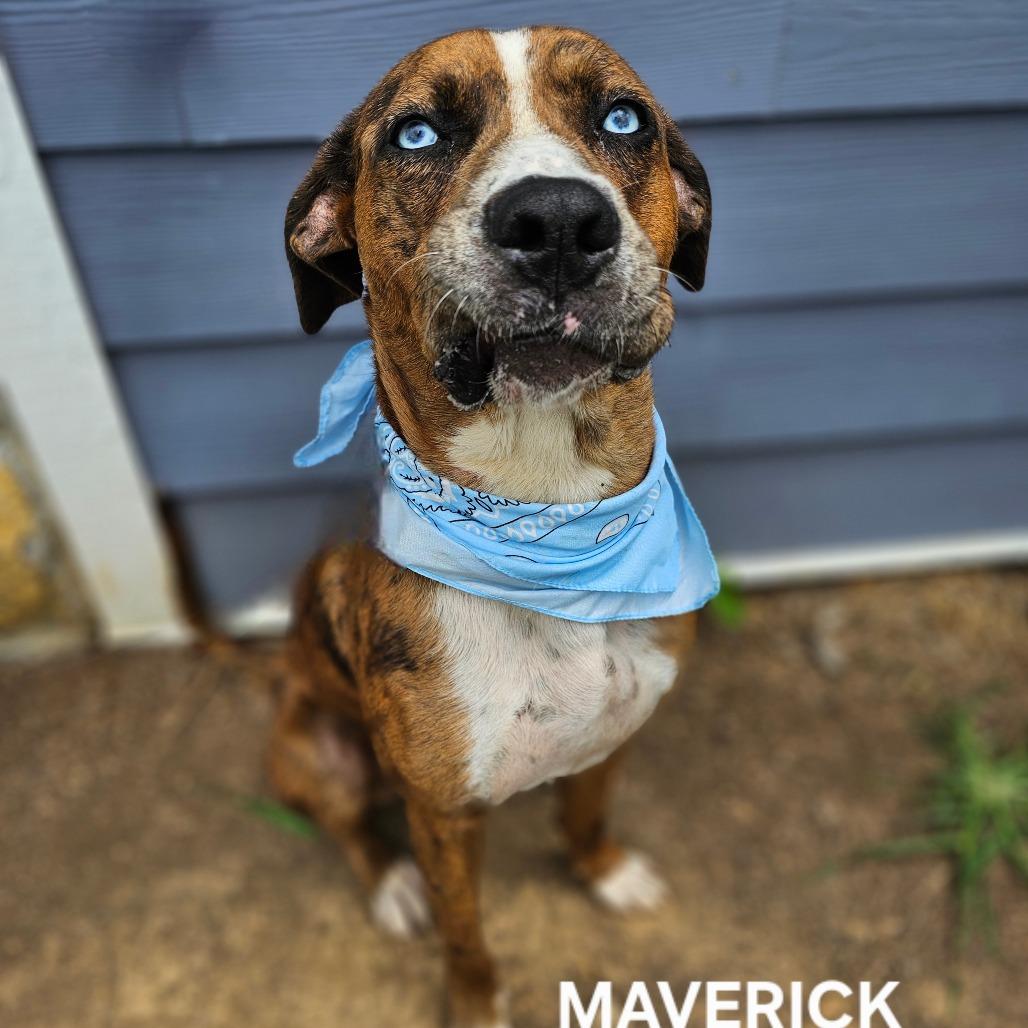 Enlarge Maverick, a Adoptable mixed breed in Madisonville, TN image 4/6
