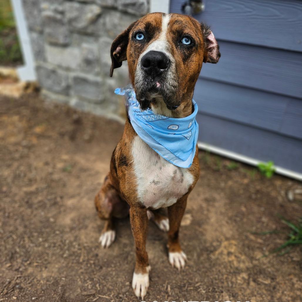 Enlarge Maverick, a Adoptable mixed breed in Madisonville, TN image 5/6