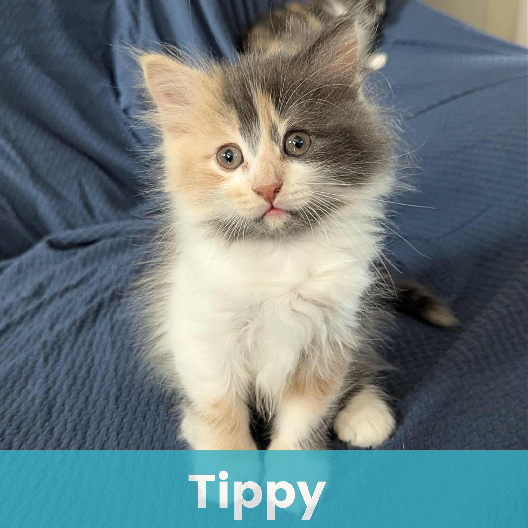 Tippy