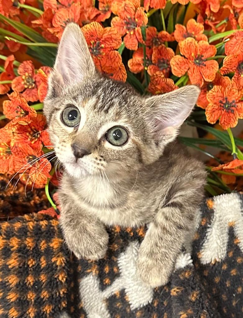 6/3/26 Snapdragon, Adoptable, Kitten Female Domestic Short Hair.