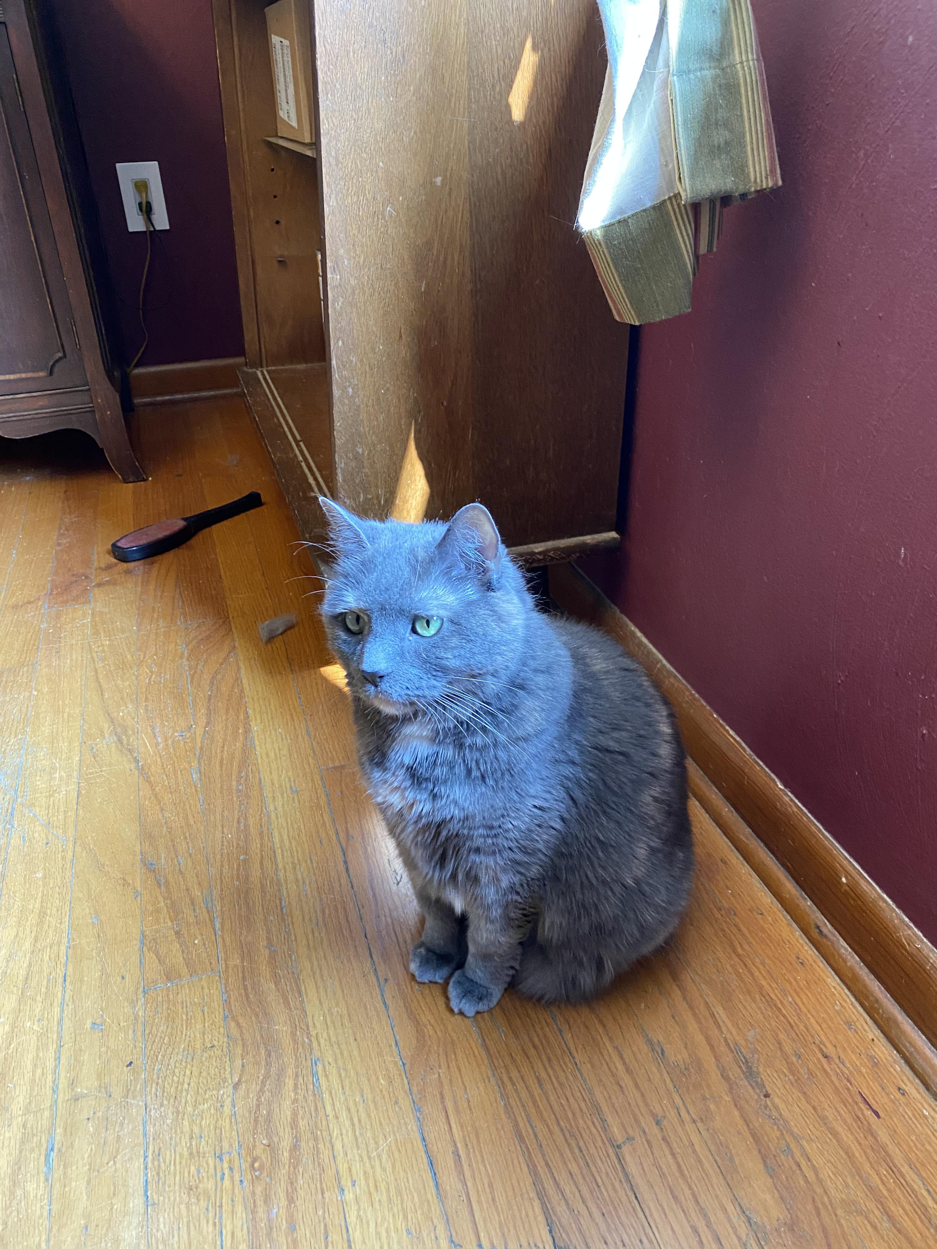 Sputnik, Adopted, Senior Female Domestic Short Hair.