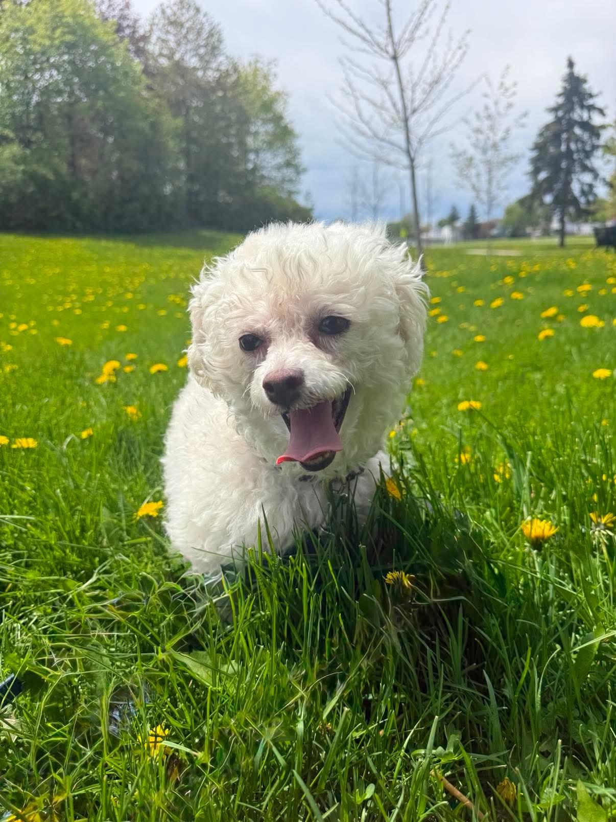 Enlarge Amy Winehouse, a Adoptable Bichon Frise in Hamilton, ON image 1/6