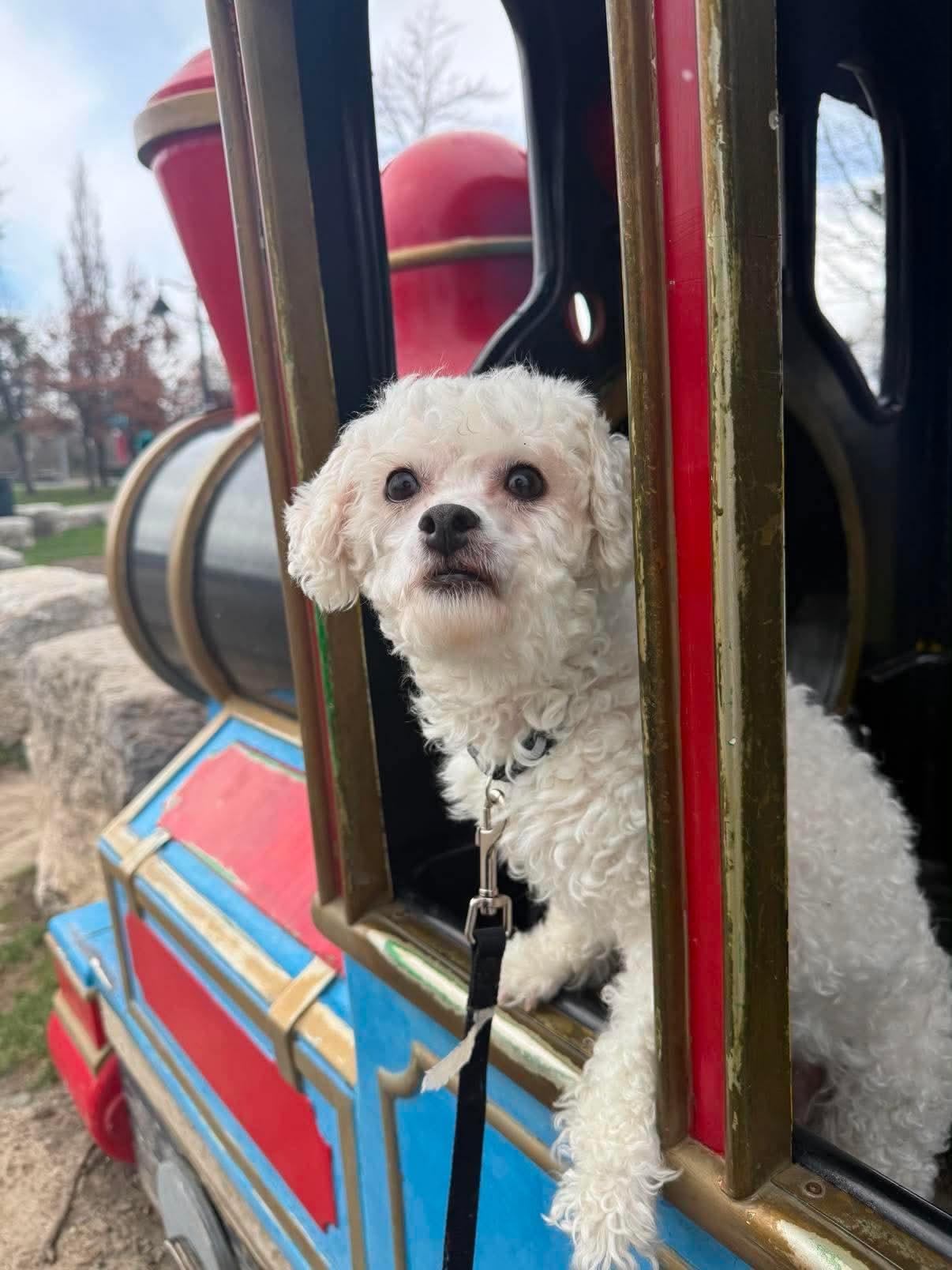 Enlarge Amy Winehouse, a Adoptable Bichon Frise in Hamilton, ON image 5/6