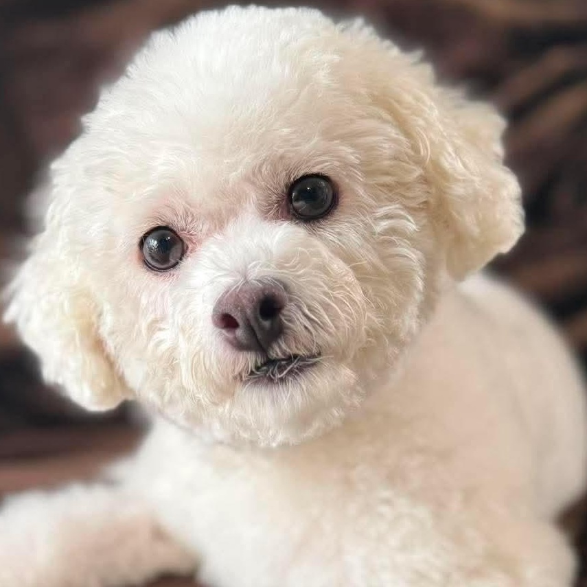 Enlarge Amy Winehouse, a Adoptable Bichon Frise in Hamilton, ON image 3/6